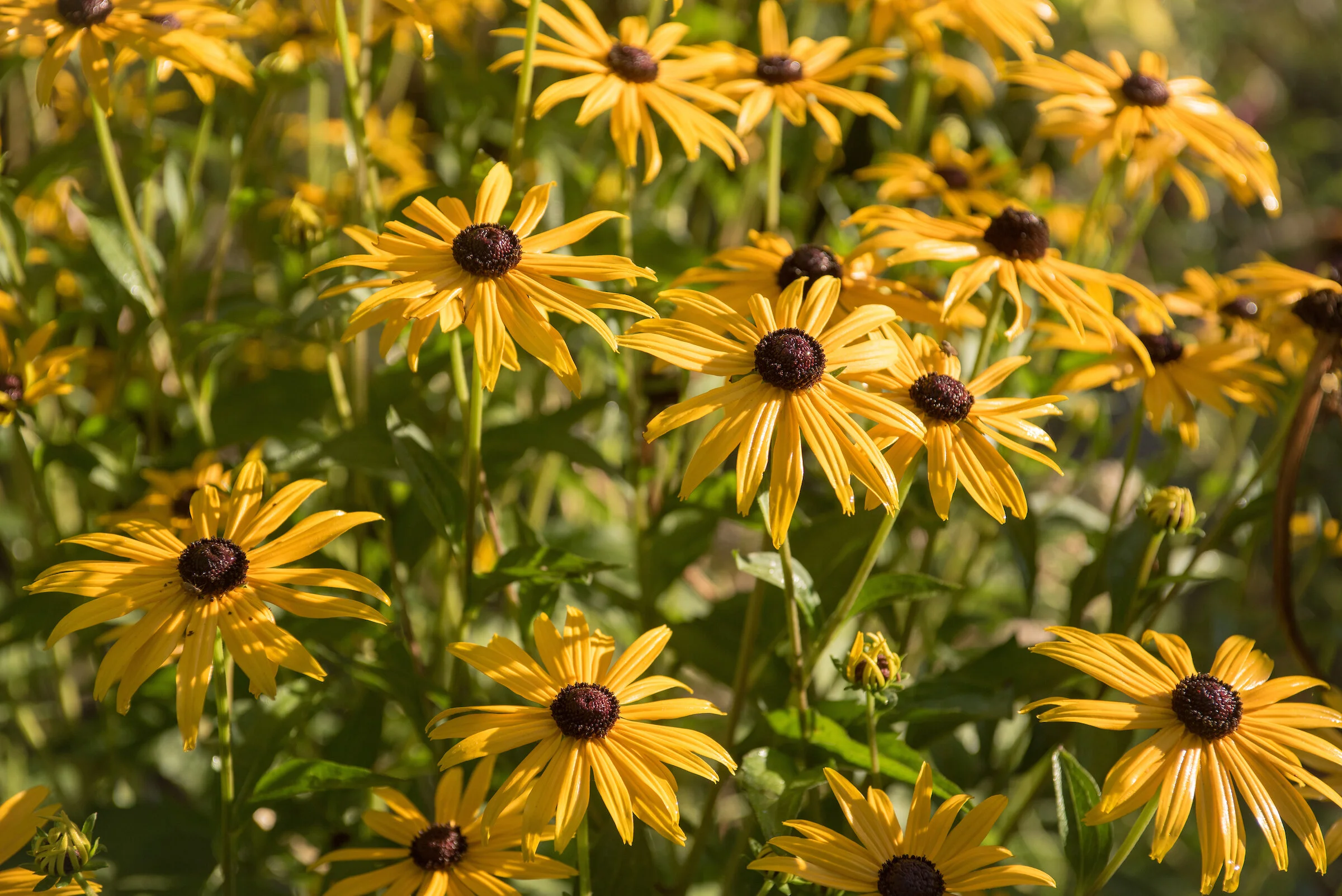 bloom_garden_039.jpg