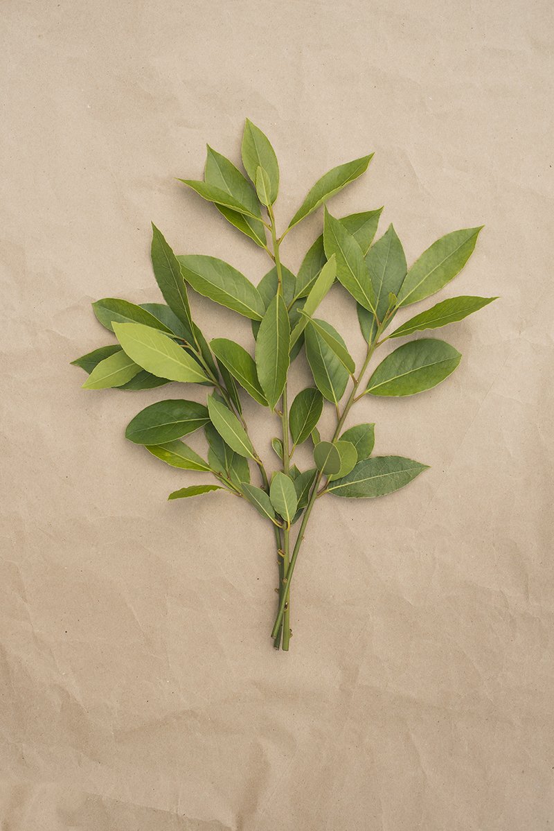 Bay laurel