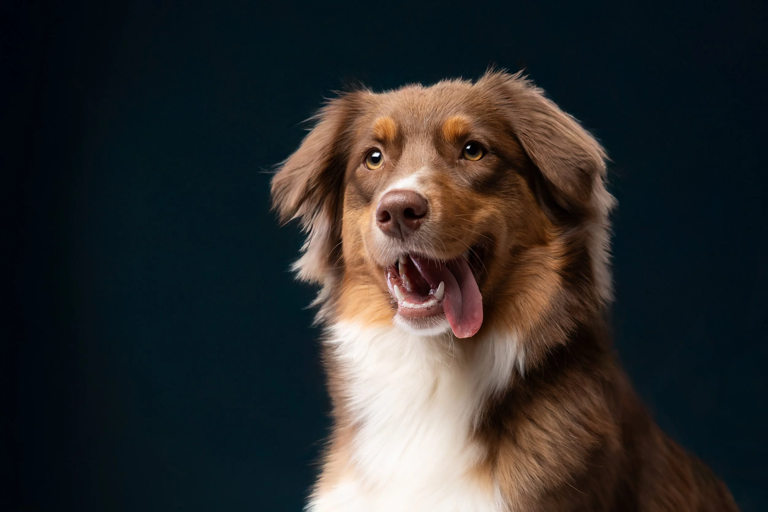 De Ultieme Gids: Hoe bereid je jouw hond voor op een professionele fotoshoot?