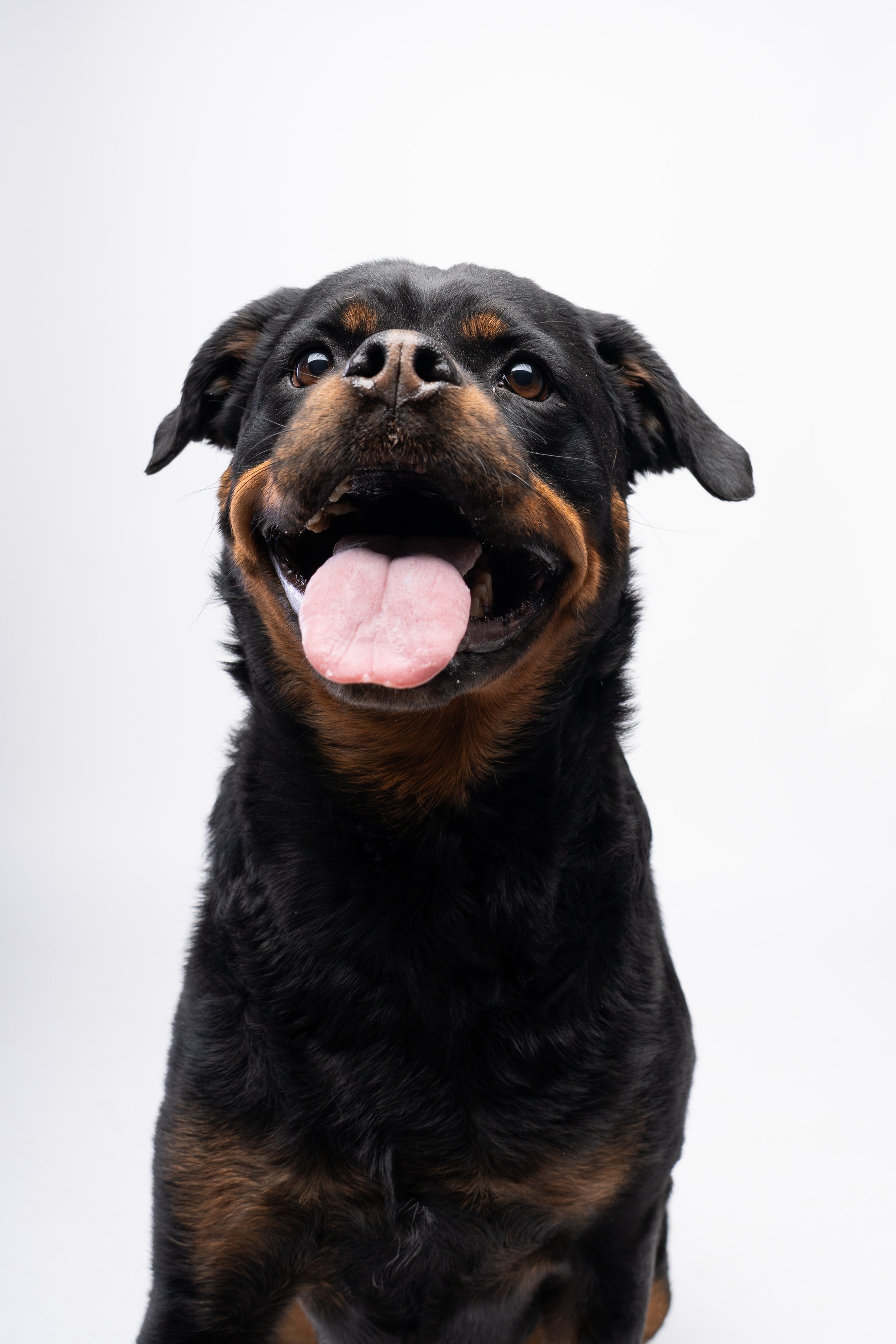 Waarom een professionele hondenfotoshoot de beste investering in je herinneringen is