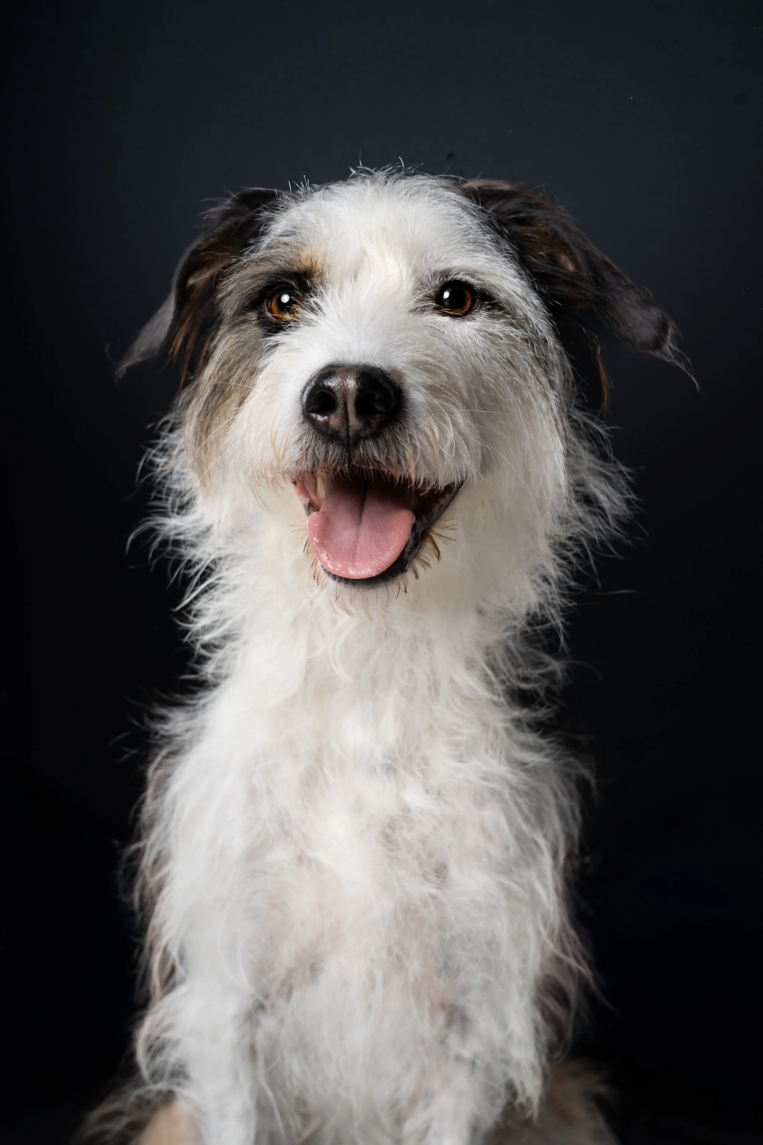 Waarom AI de hondenfotograaf nóóit gaat vervangen (en waarom jouw hond uniek is)