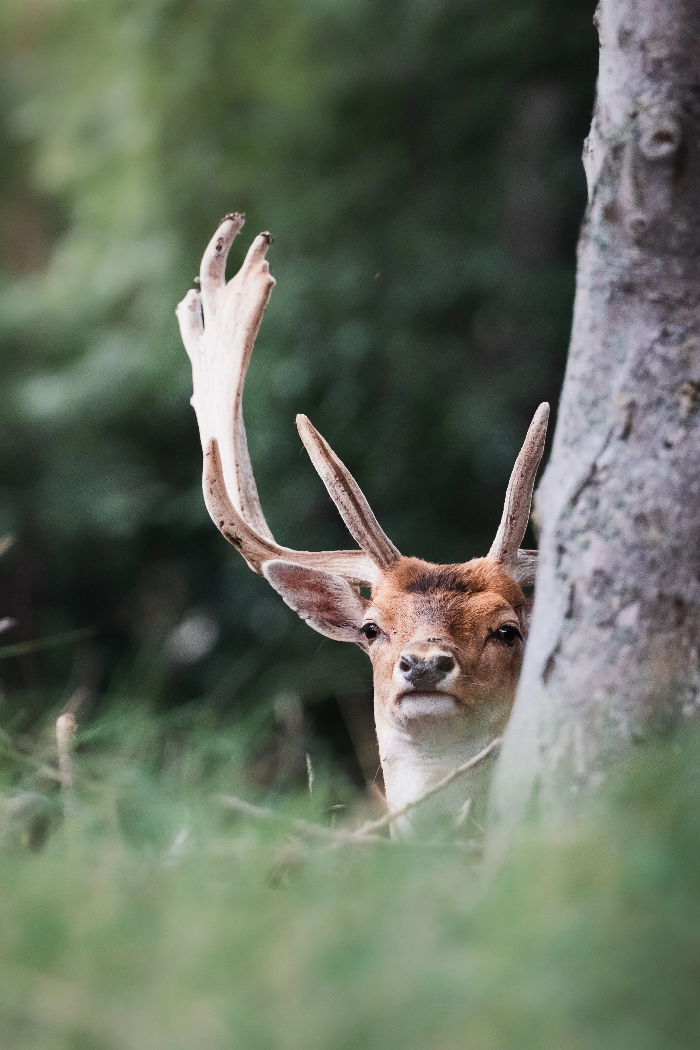 A close-up of a deer with antlers peeking out from behind a tree in a forest setting.