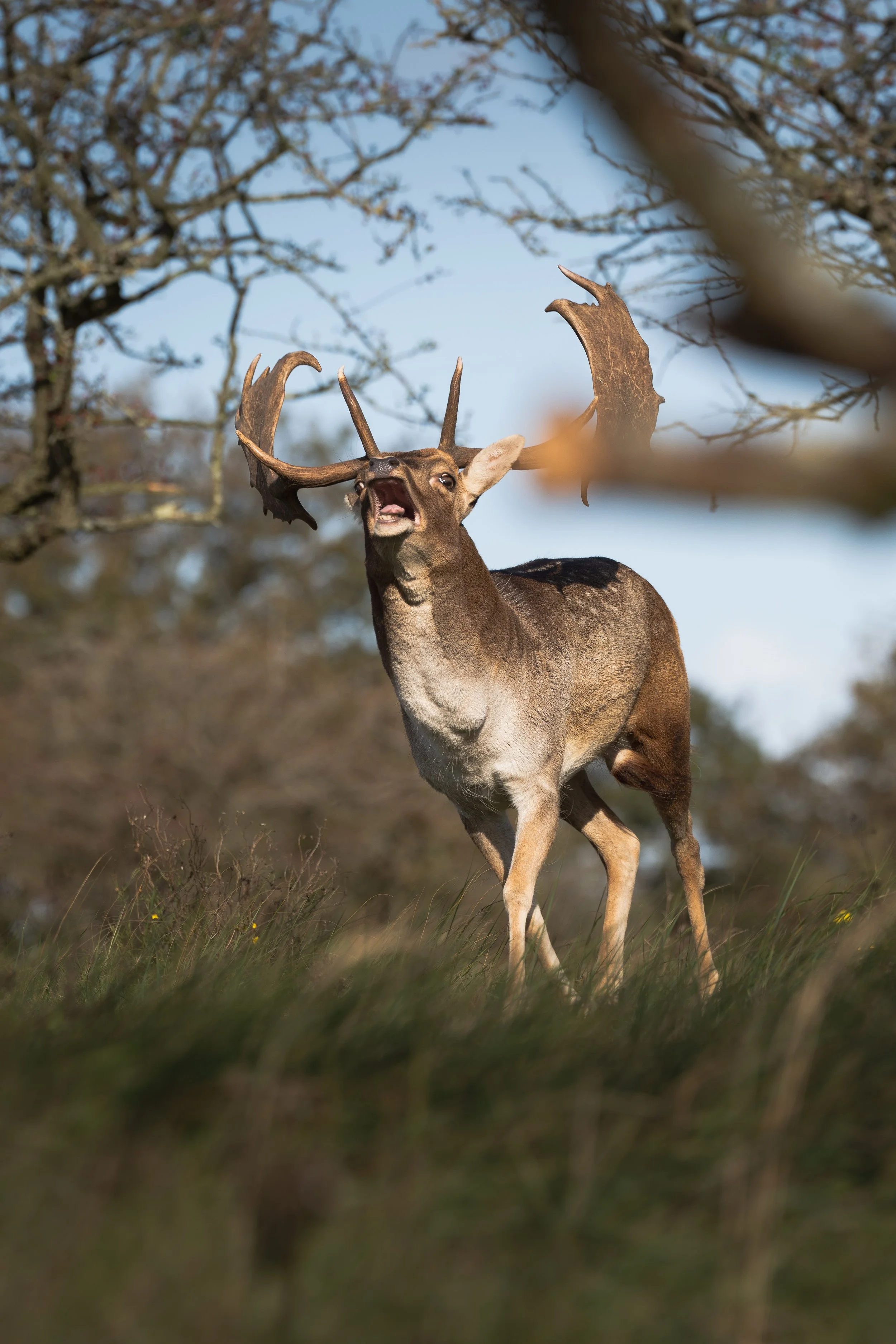 A majestic male deer with large antlers mid-buck on a grassy field with leafless trees and a blue sky in the background.