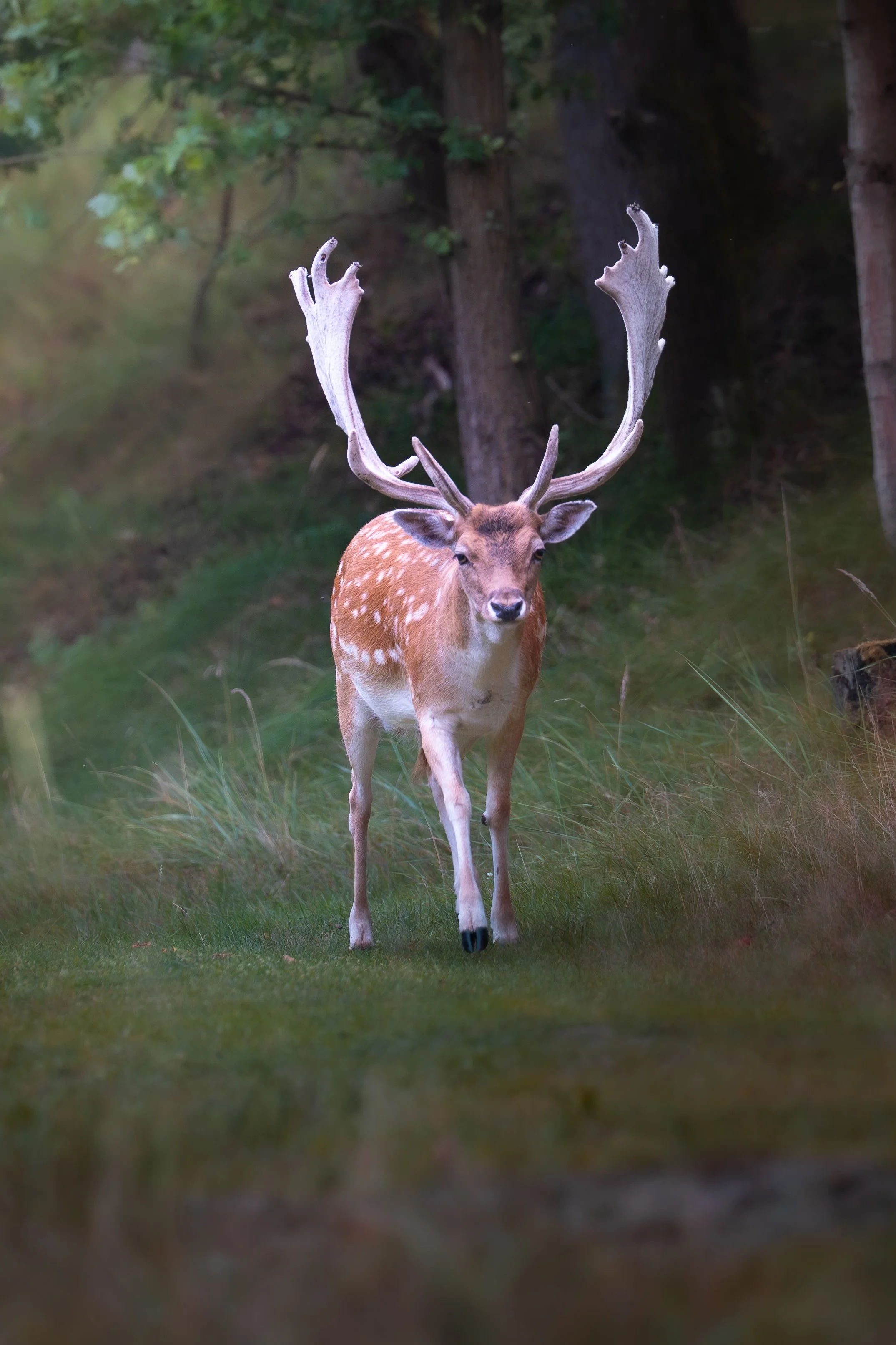 A deer with large antlers walking through a grassy forest clearing.