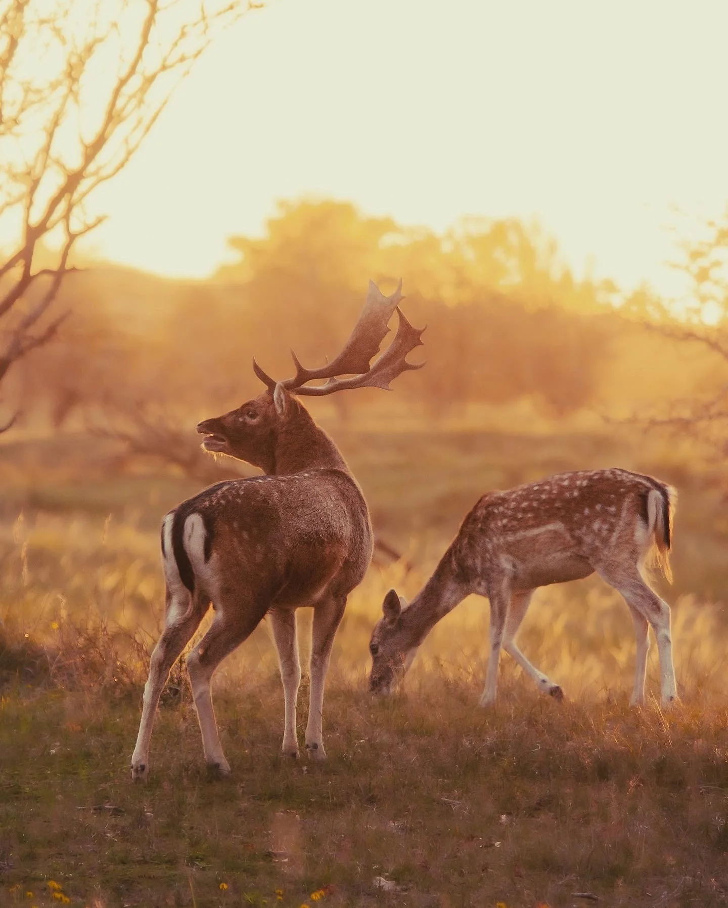 A moose with large antlers and a small fawn grazing on grass in a field at sunset.