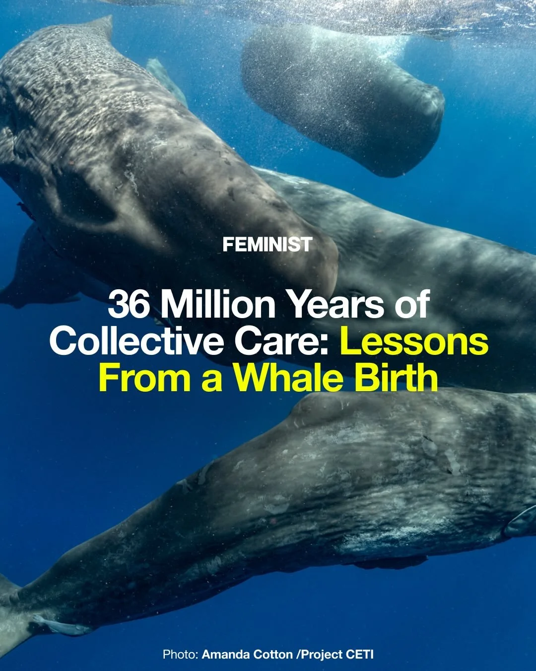 As birthing becomes increasingly legislated, we can look to sperm whales for a different model 🐋 

For decades, researchers have observed Rounder her mother, Lady Oracle, and her daughter, Accra&mdash;three generations of females sperm whales. Now, 