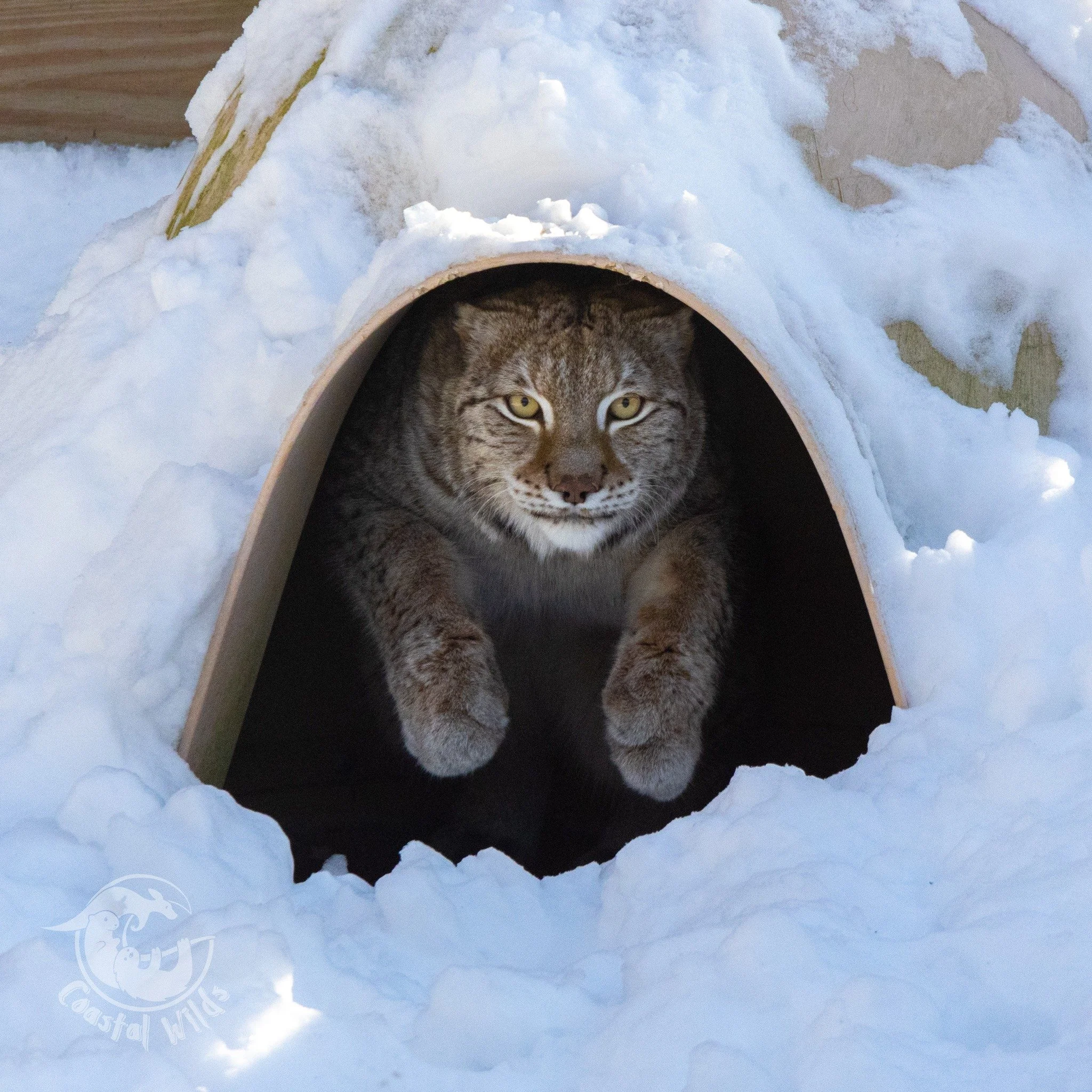 A lynx looking out of an igloo style house covered in snow
