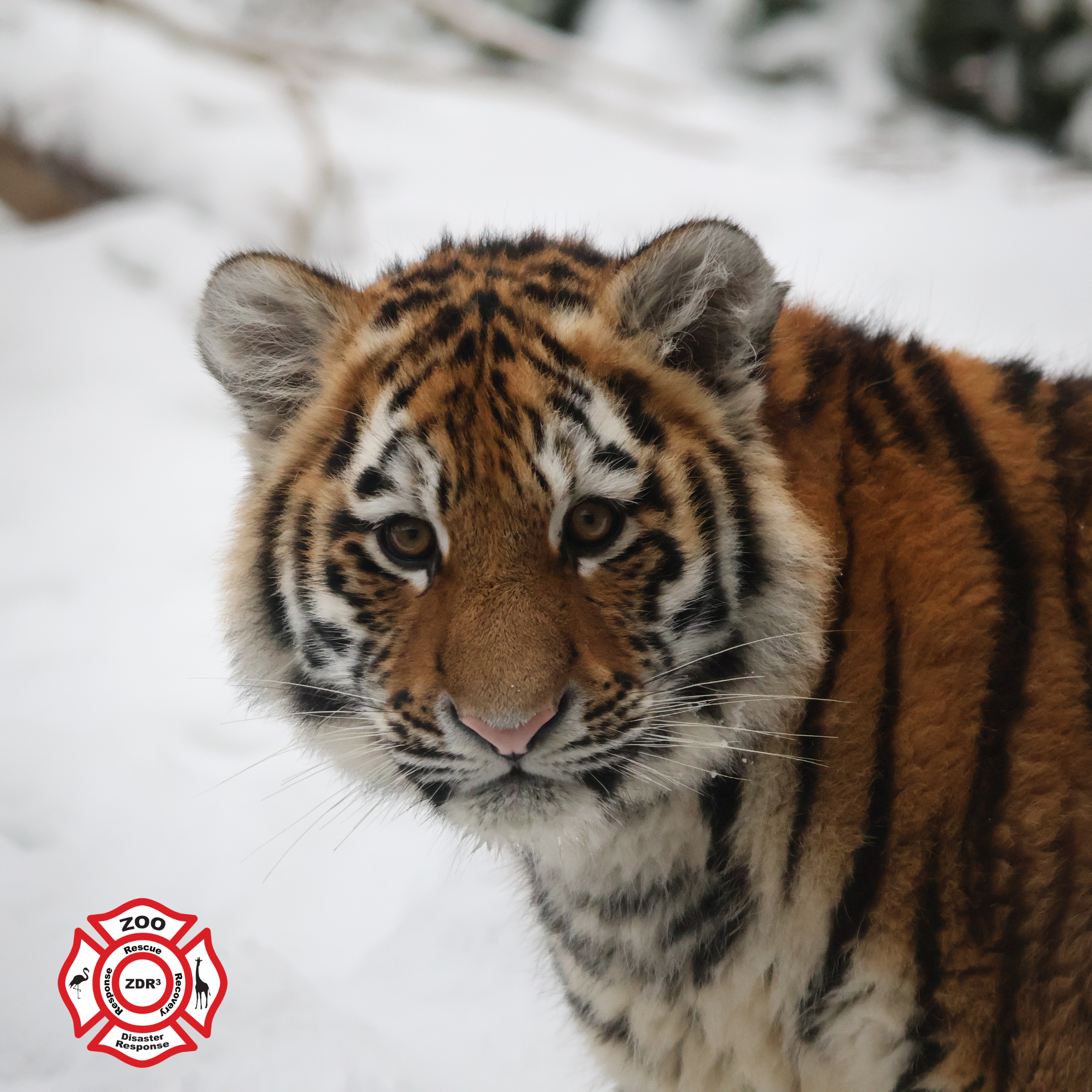 Cold Weather &amp; Ice Preparedness Considerations for Zoological Facilities