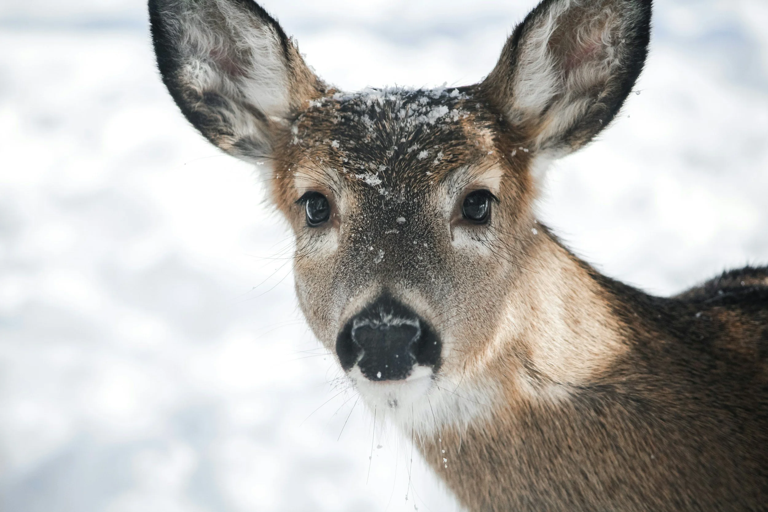 A deer in snow, looking towards the camera