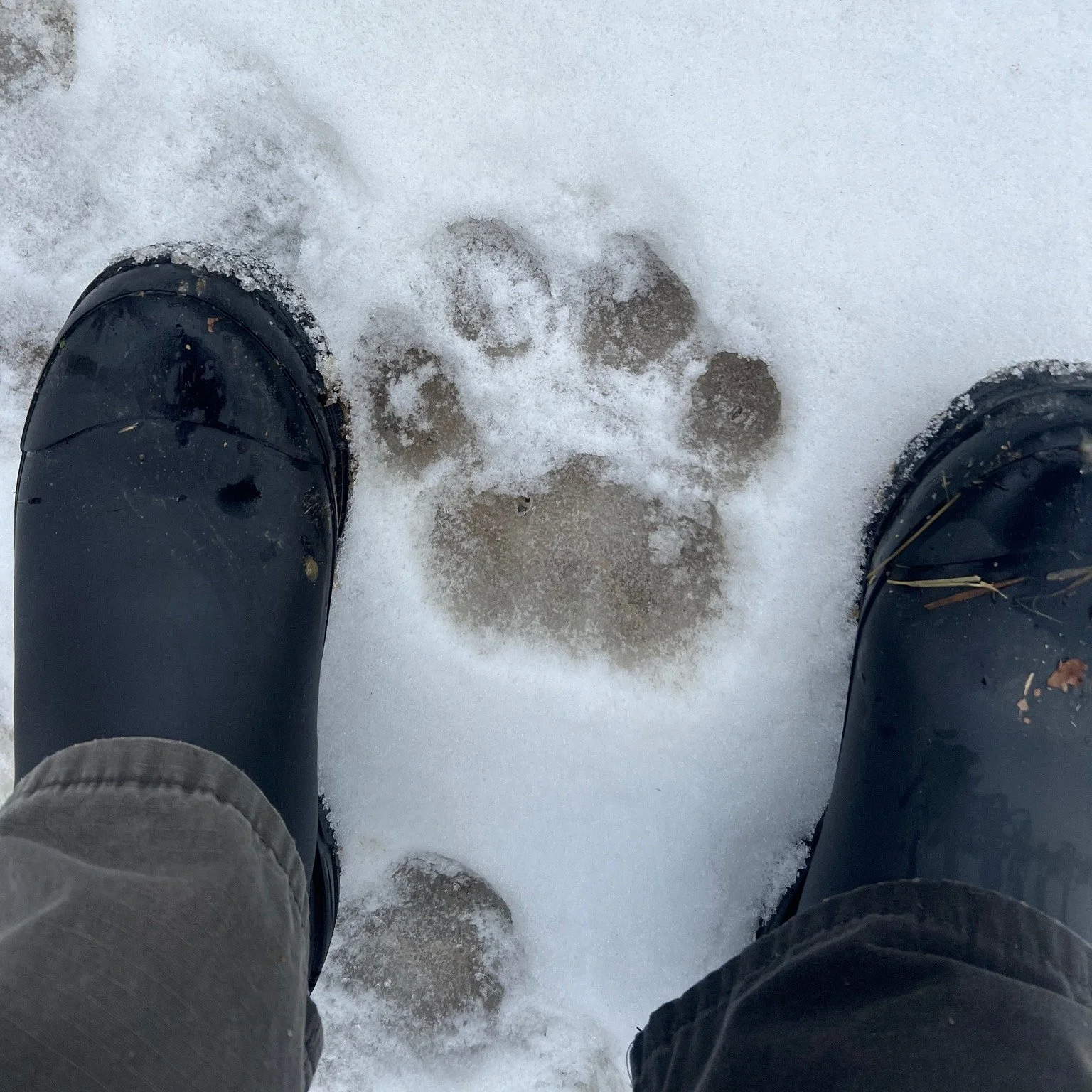 Winter boots straddling a big cat paw print in the snow