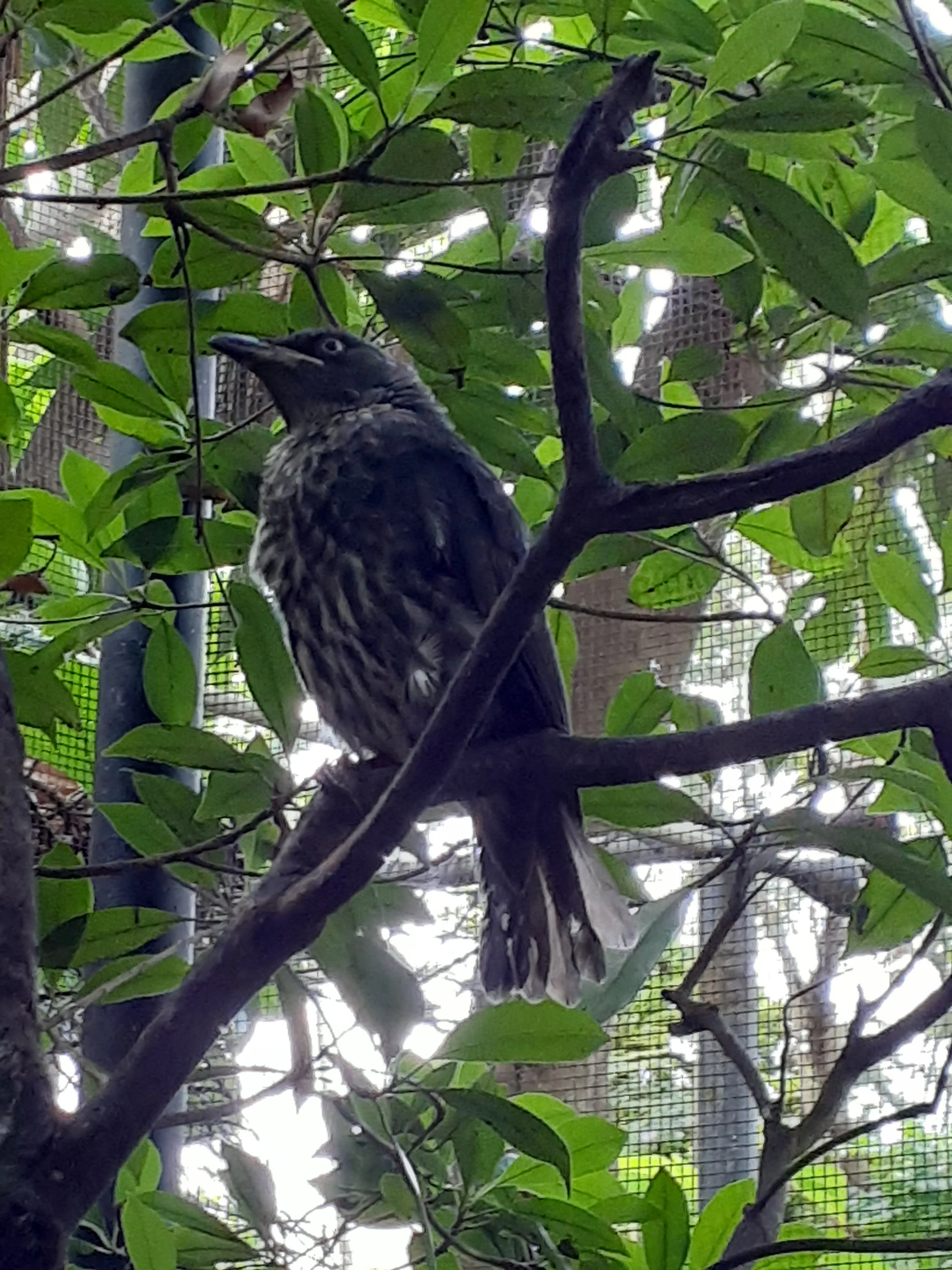 A black and white bird sits on a tree branch inside an enclosure.
