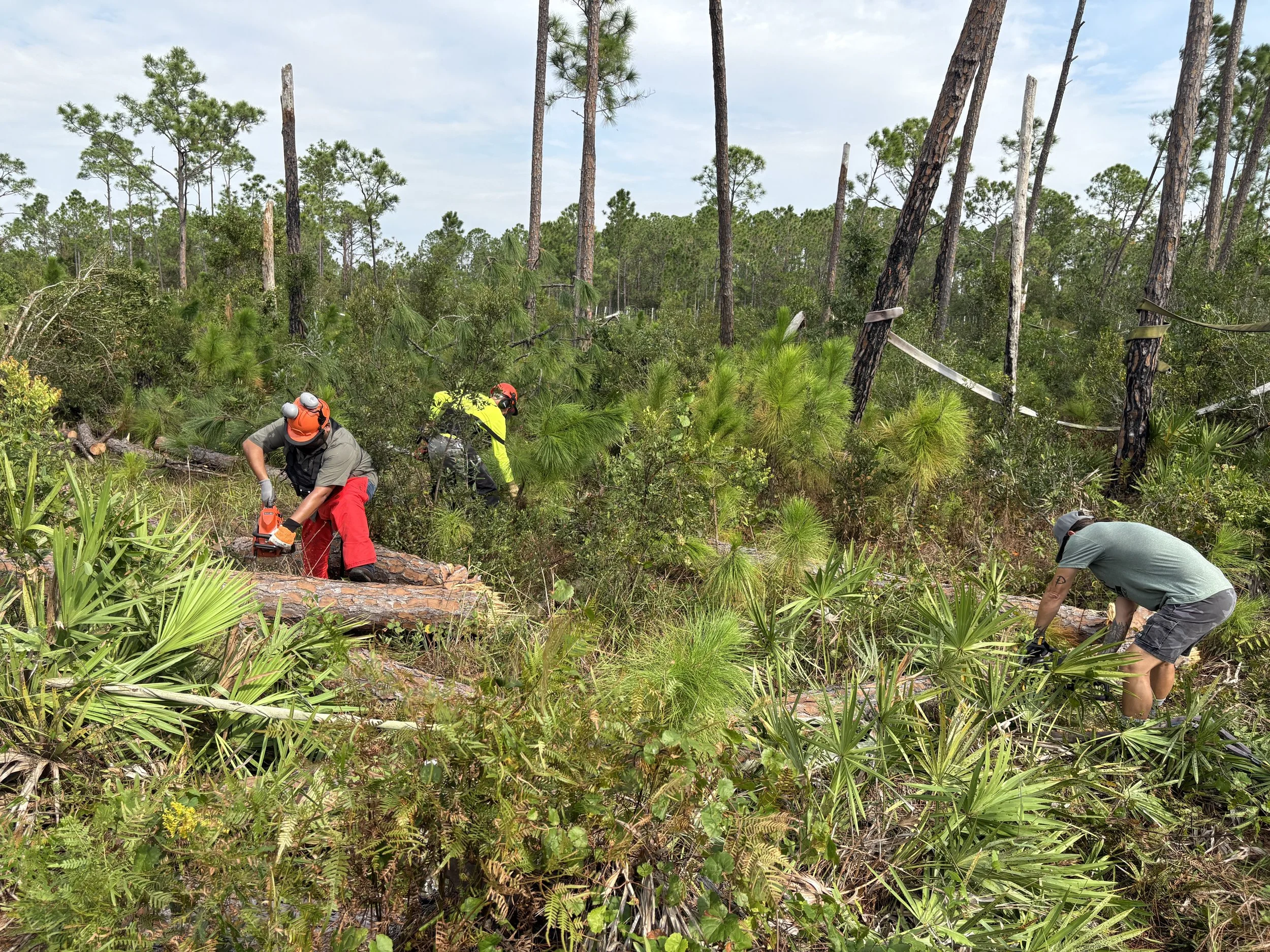 Ft worth, Palm Beach, and Myakka all assisting on a clump of trees
