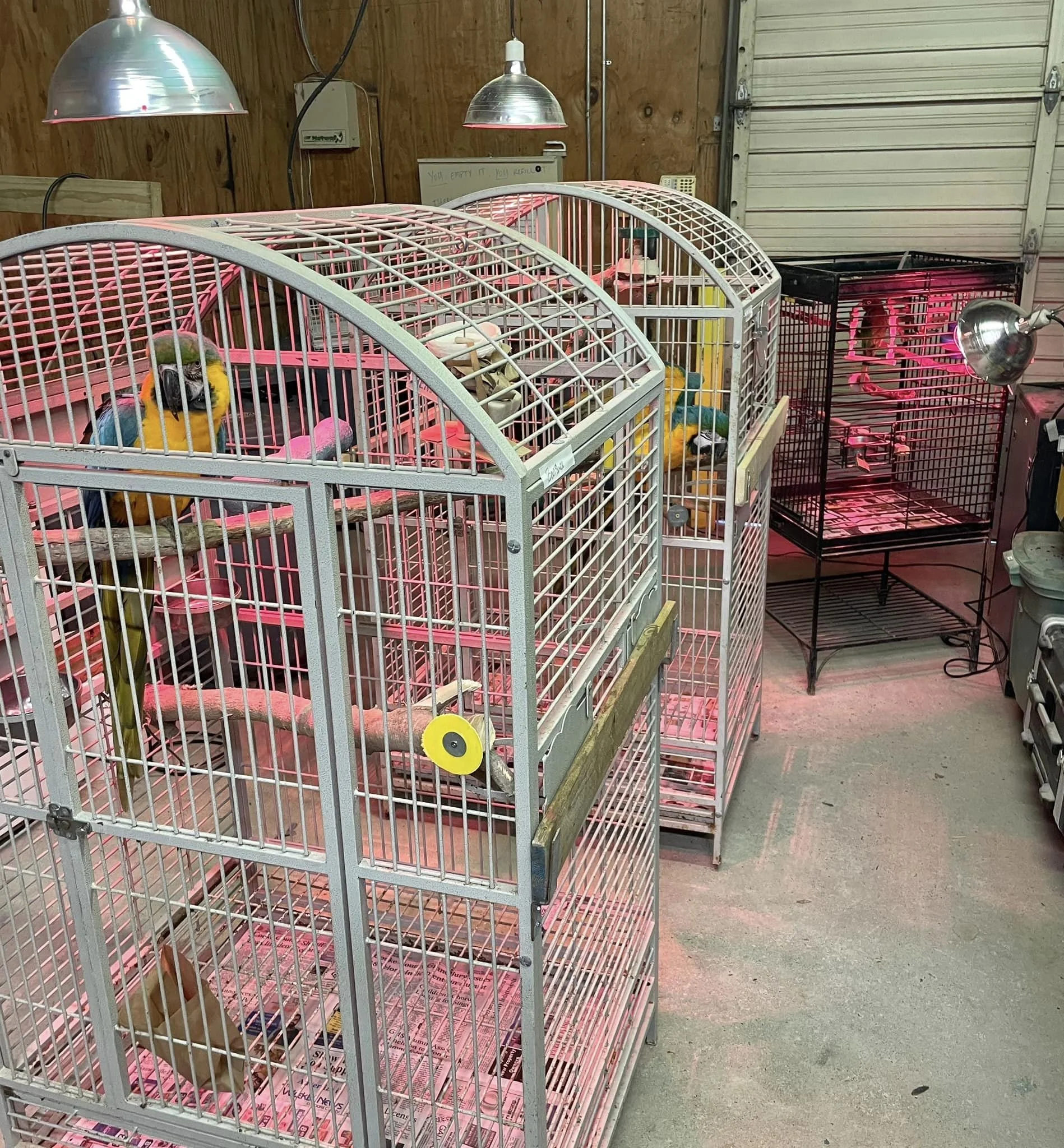 Birds in cages in an indoor space with heaters above them to keep them warm