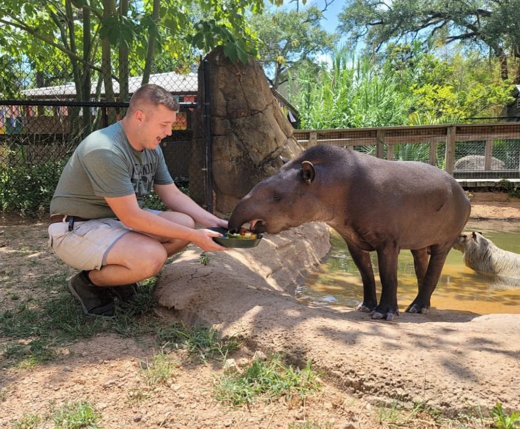 Konnor is crouching inside an animal habitat offering a plate of food to a tapir. He has a very excited look on his face and the tapir is open-mouthed, in the middle of picking food up from the tray.