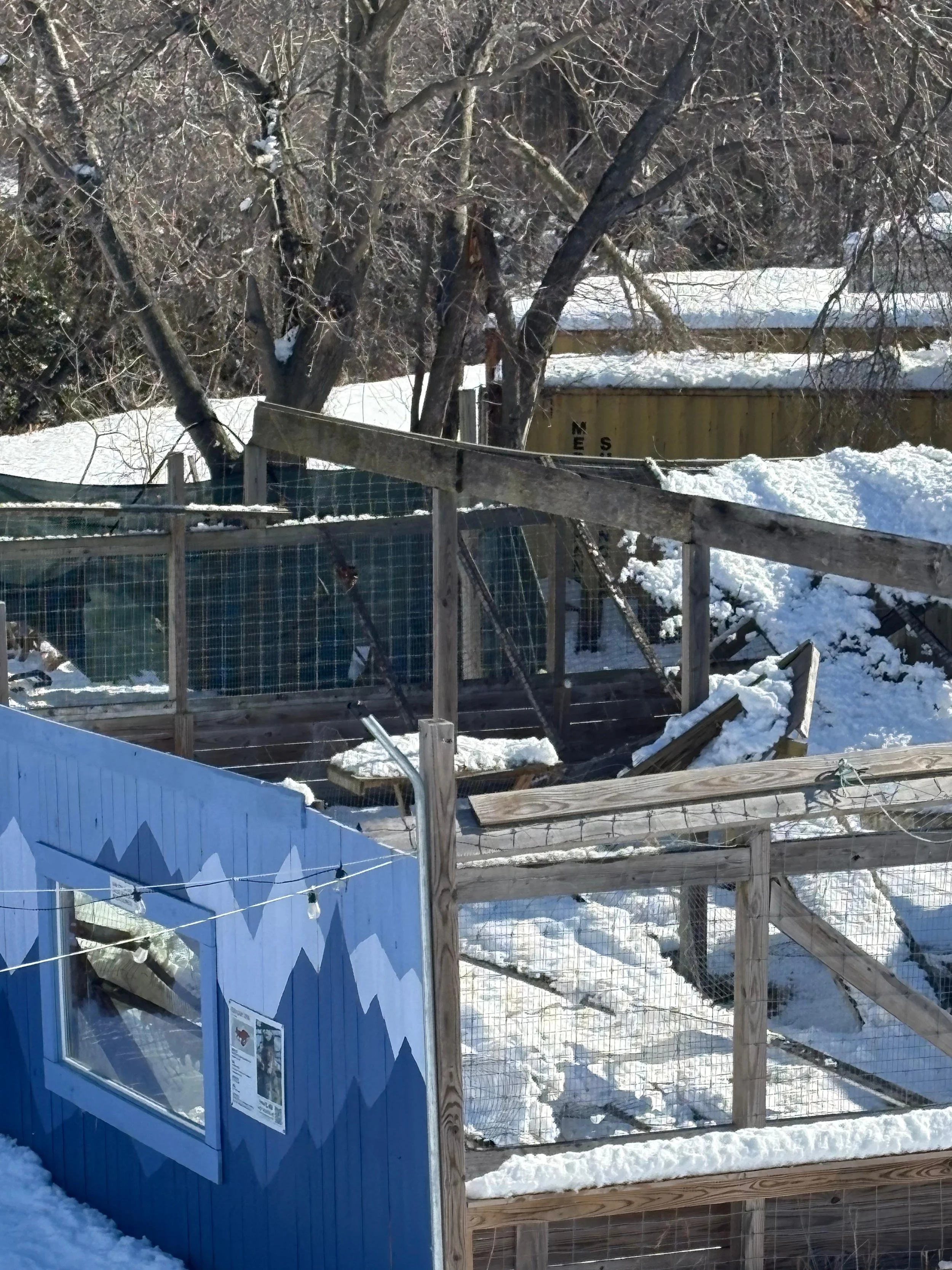 Wood and wire animal habitat with roof collapsed due to snow weight