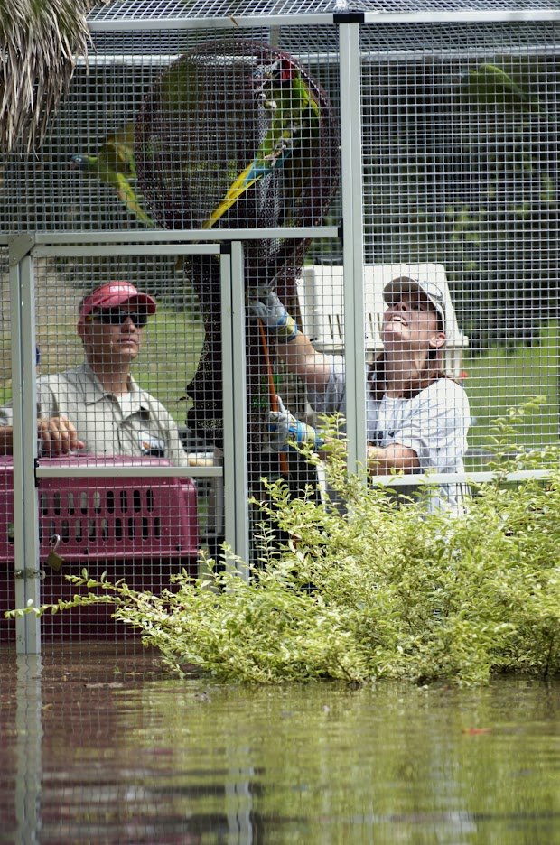 Two people in light-colored shirts stand inside a flooded animal habitat. They are trying to get a bird to come down from an upper perch. The man on the left is holding a crate.