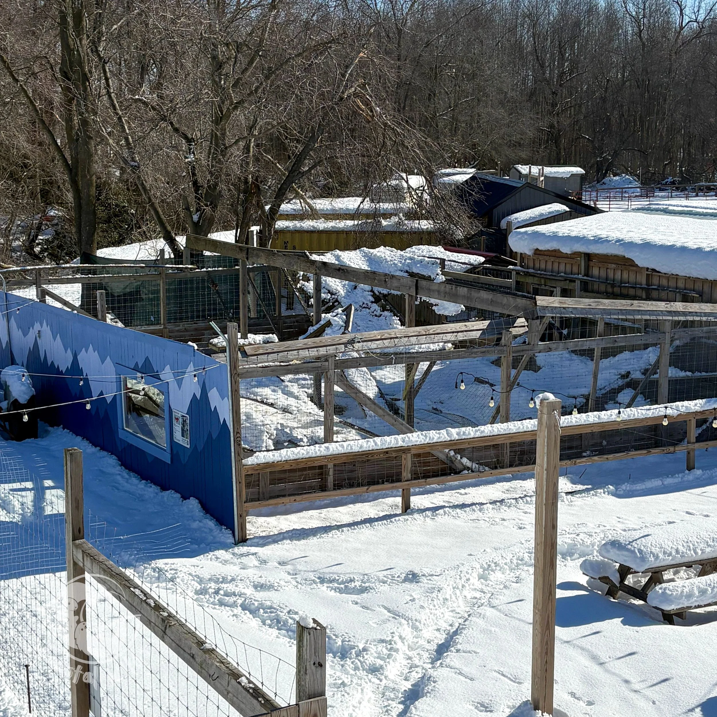 A lynx enclosure with a collapsed roof. The surrounding area is covered with snow