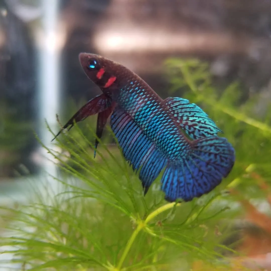 Tristan Watson: Raising Nano Fish and More in a Midwest Greenhouse