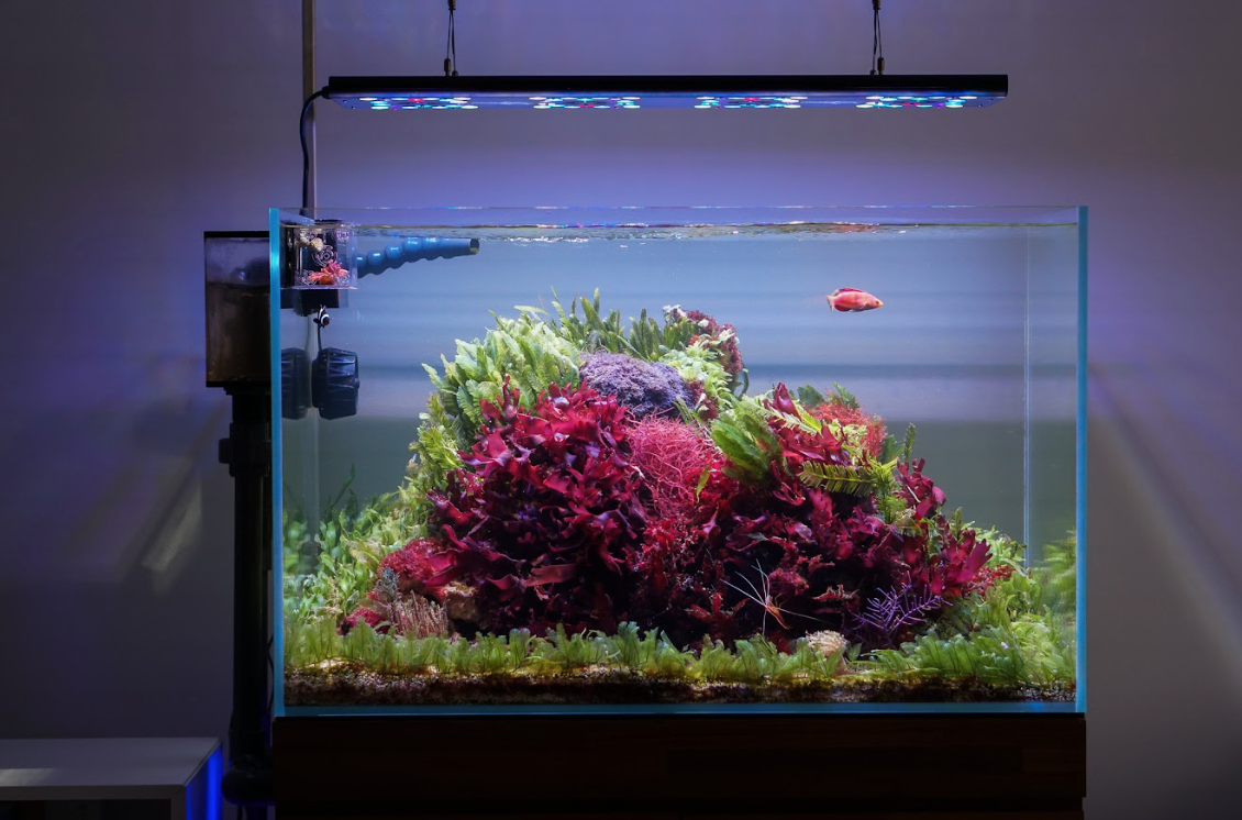 Johnathon Butkus: Introduction to Macroalgae Aquariums