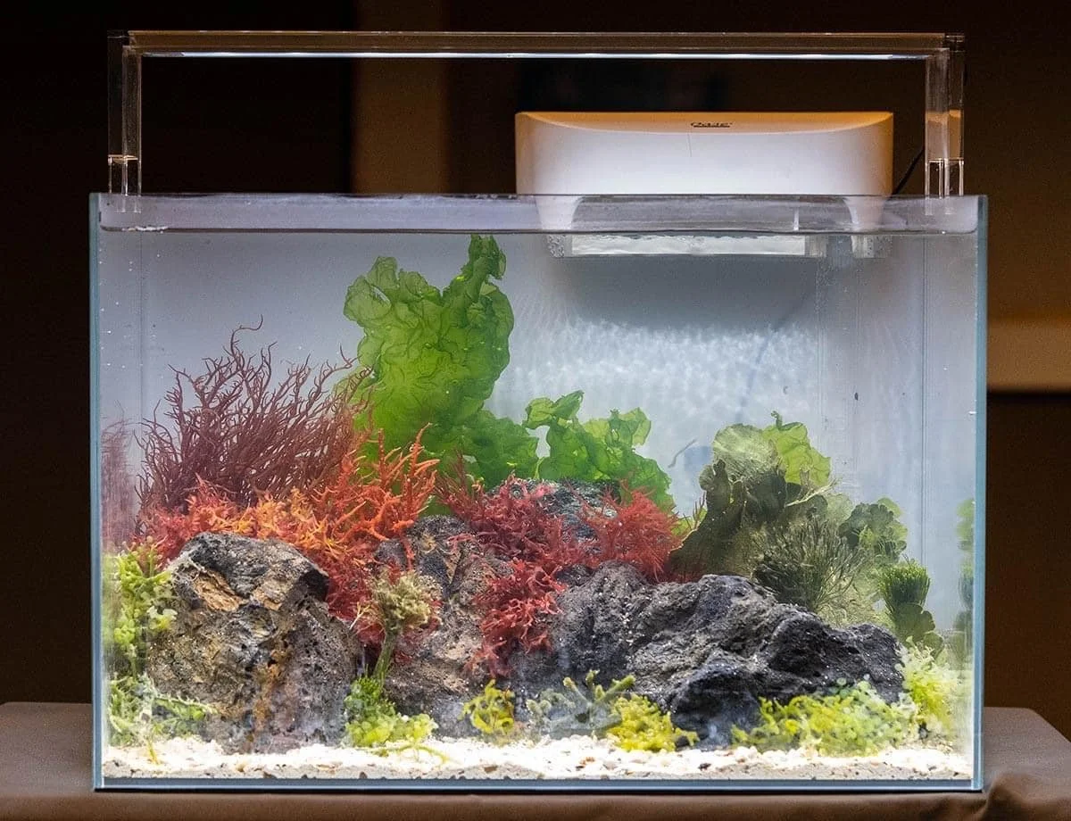 Johnathon Butkus: Introduction to Macroalgae Aquariums