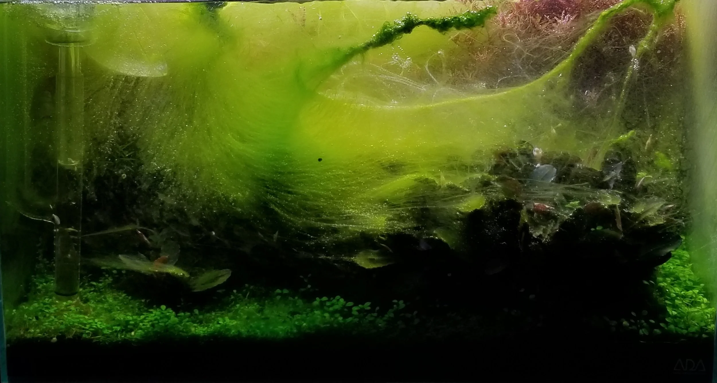 Bailin Shaw: Algae And Strategies For Control