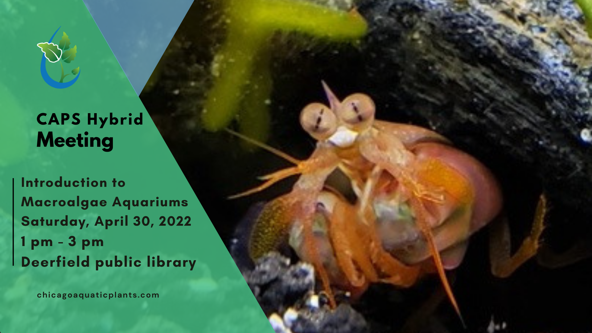 Introduction to Macroalgae Aquariums — Chicago Aquatic Plant Society