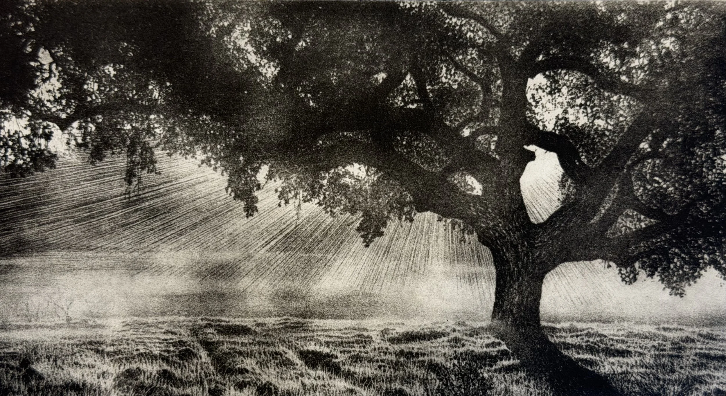 Oak Tree: Santa Rosa Plateau
Solarplate Etching 8" L X 4.5" H
2026