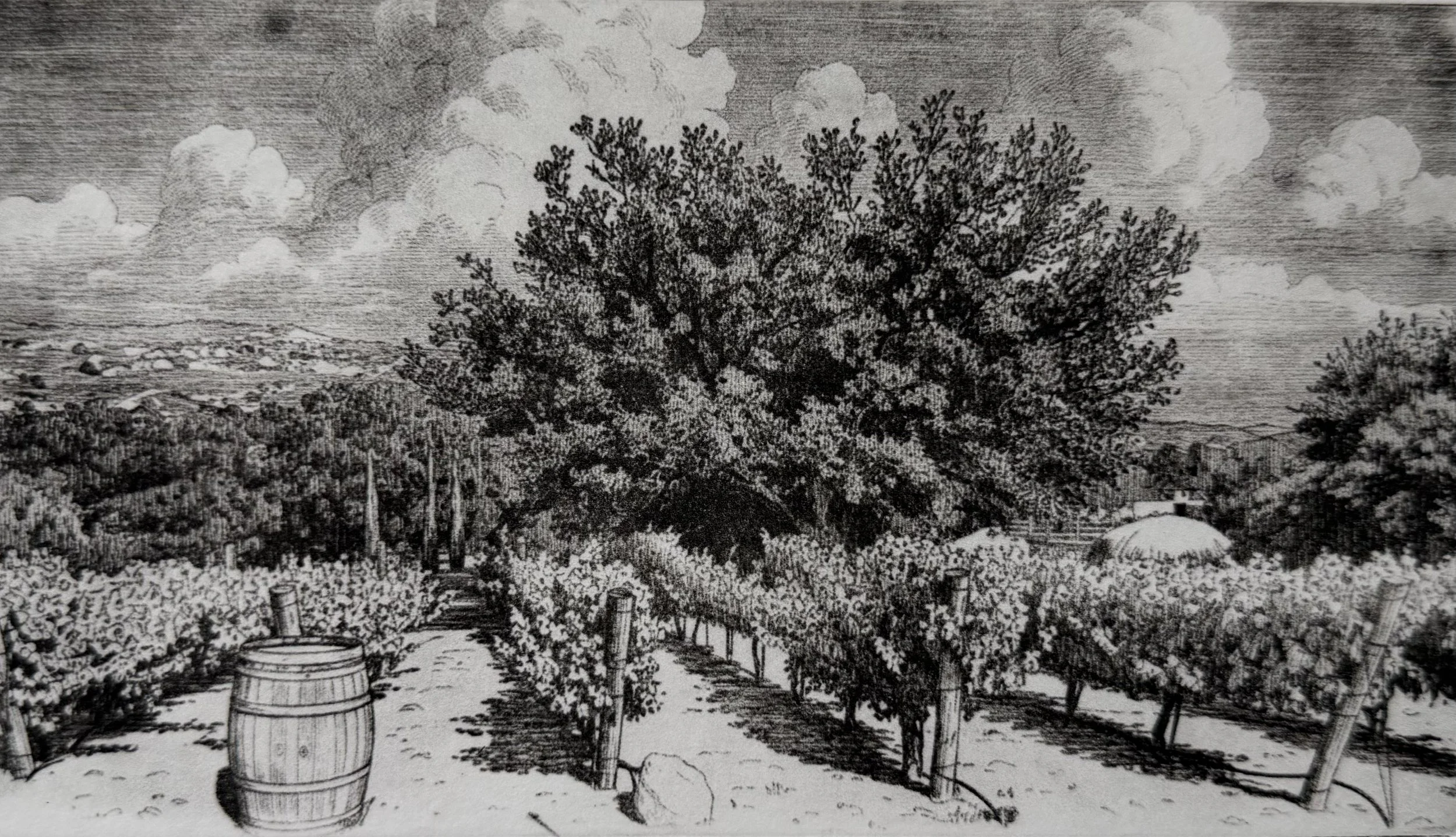 Vineyard: Santa Rosa PLateau 
Solarplate Etching.  8" l X 4.5" H
2026
