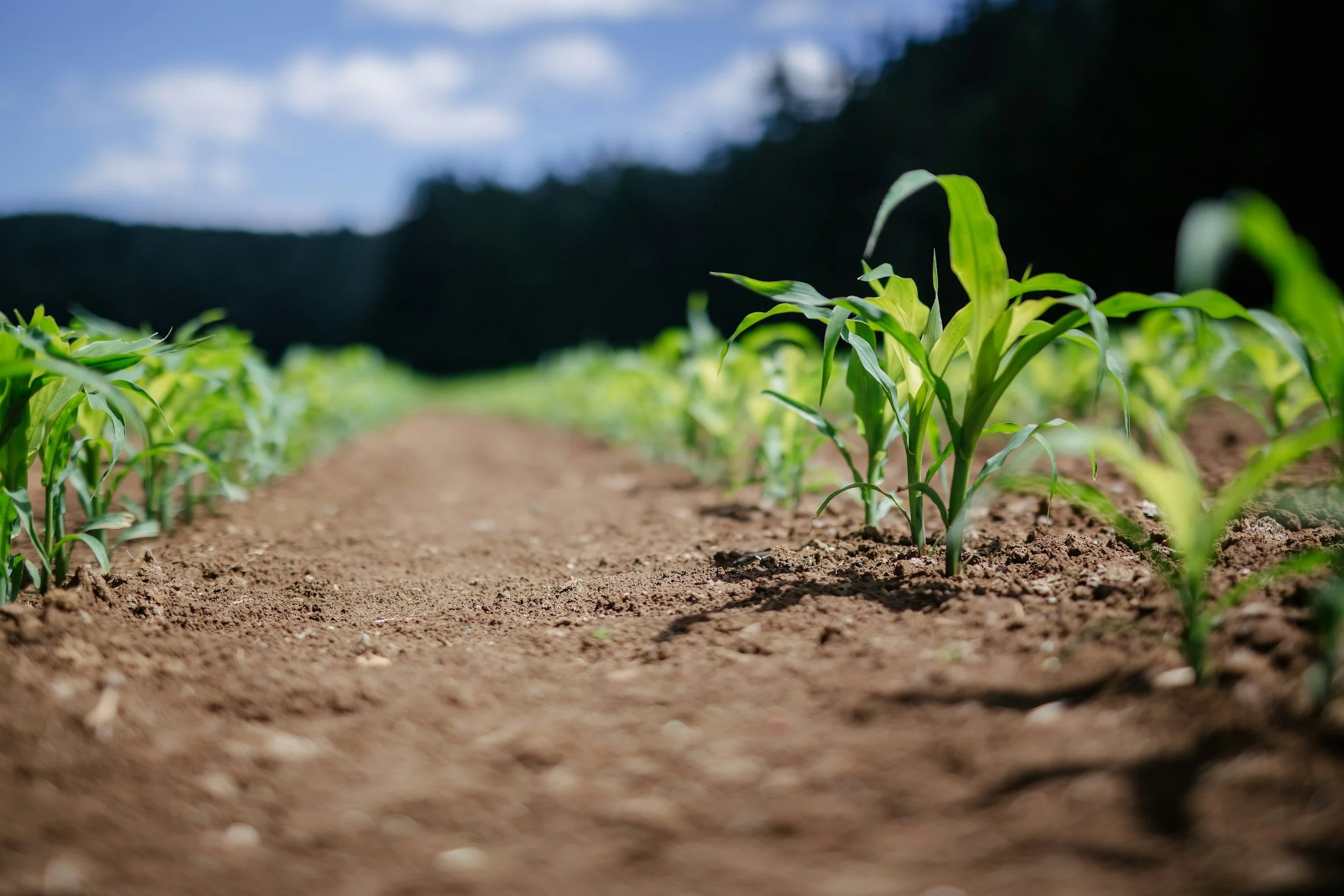 Biological Fertilizer Trial Results in Corn: 5-Year Field Data That Proves ROI