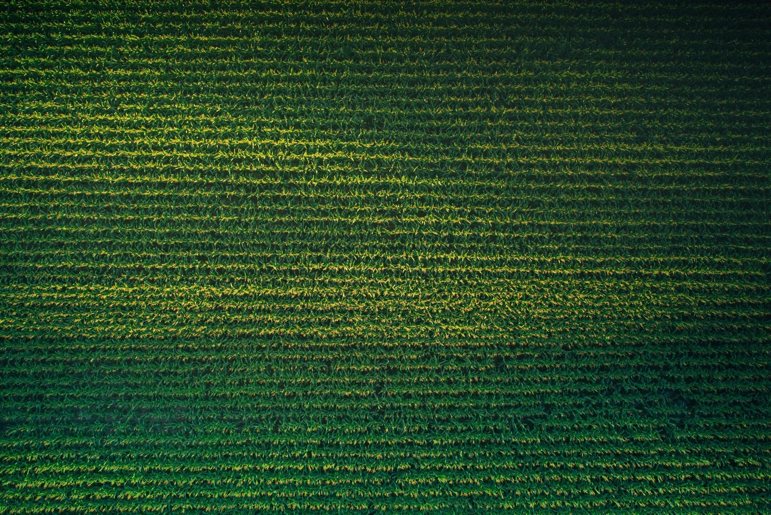 In-Furrow Application ROI Study: Real Farm Data from Indiana