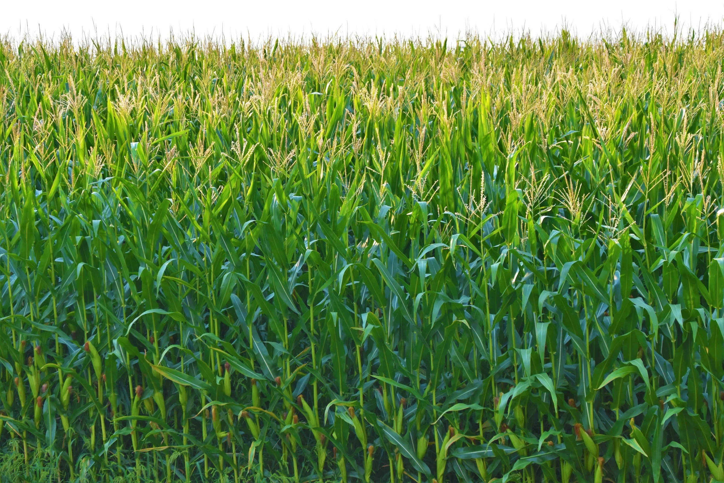 Humic Acids and Nitrogen Efficiency: Field Trial Results That Matter