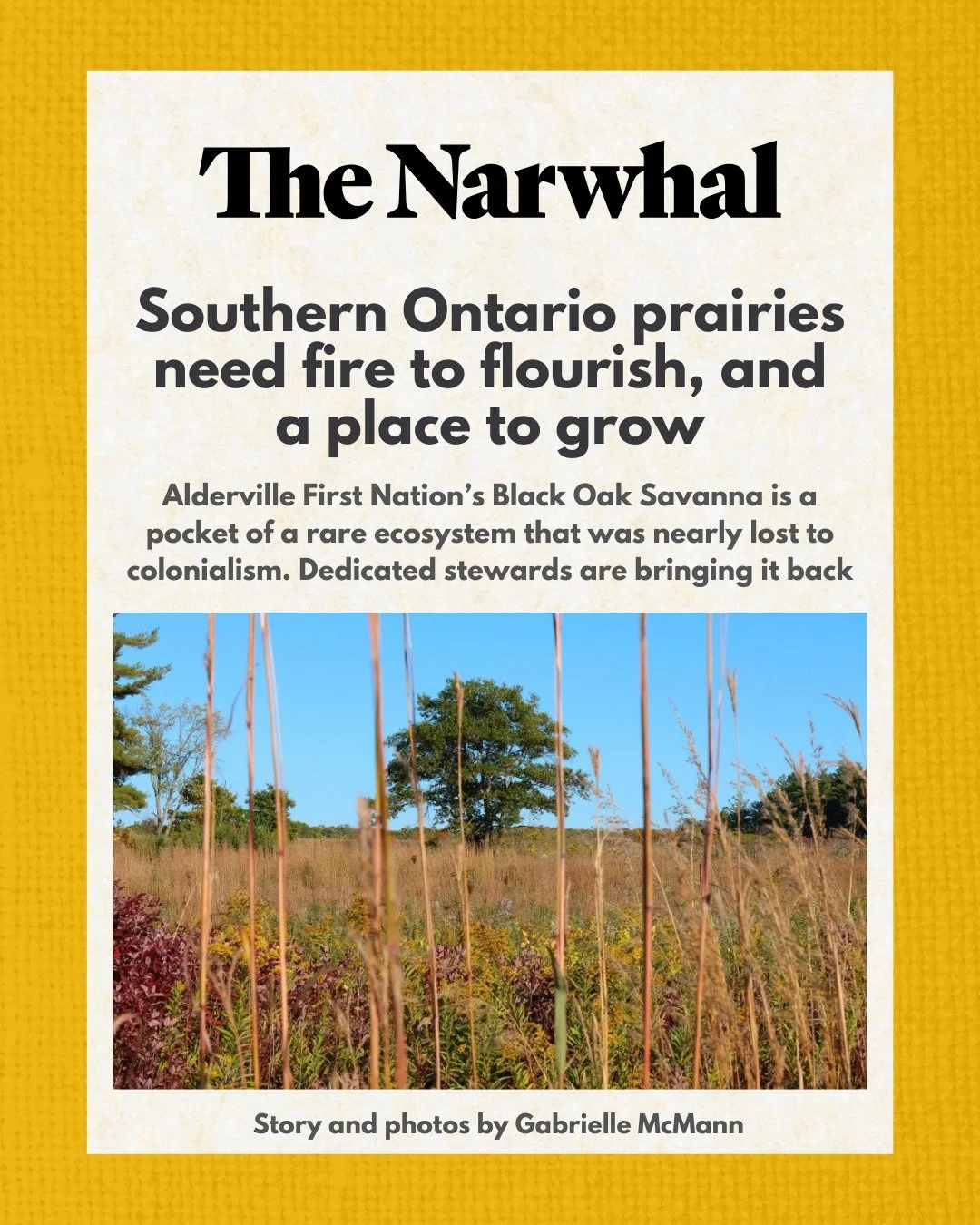 Only a fraction of Ontario&rsquo;s tallgrass prairie remains. At Alderville First Nation, it&rsquo;s growing again.

This article traces how decades of Indigenous-led cultural burning have restored prairie and savanna&mdash;reviving species, reducing