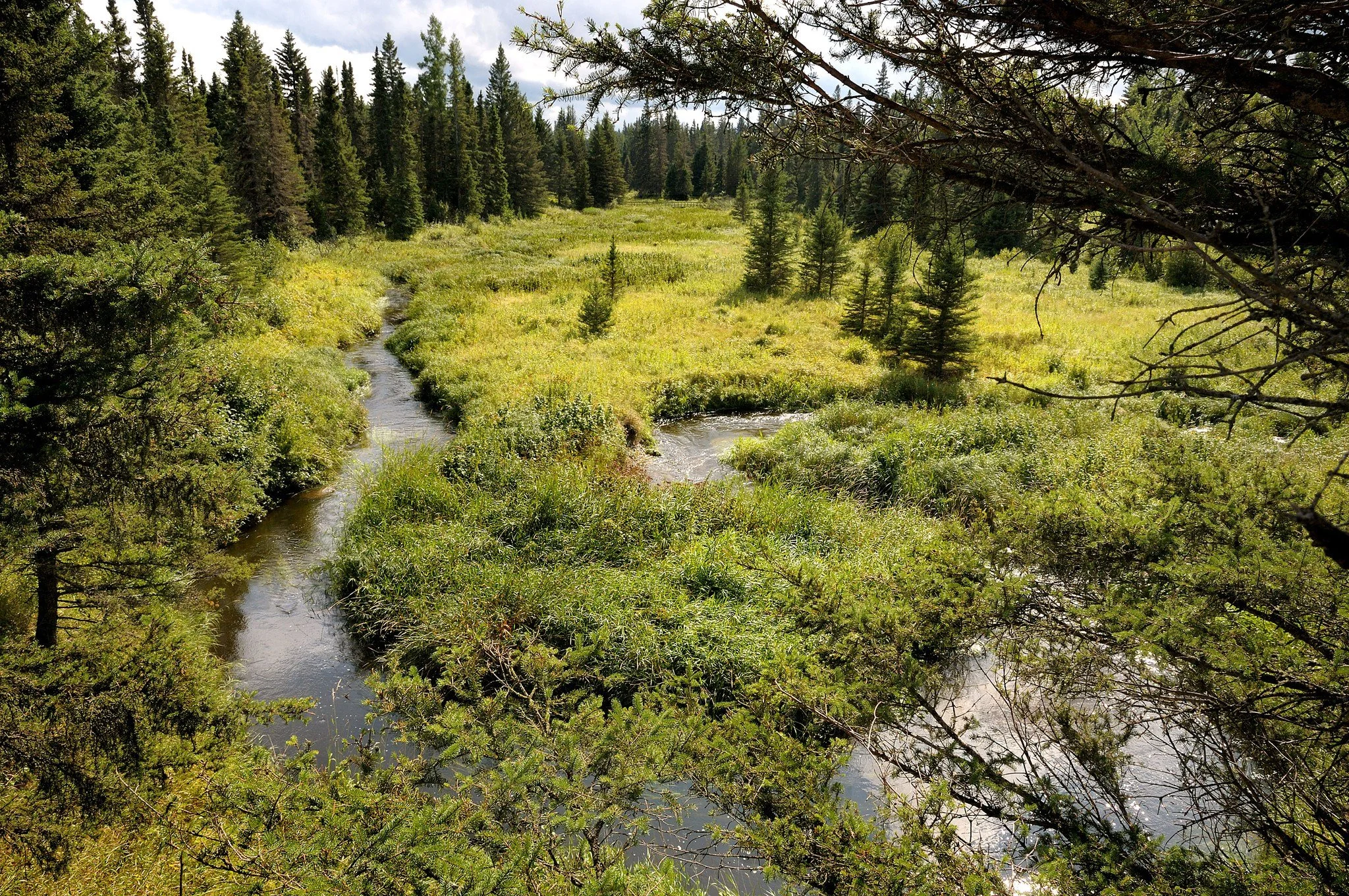 Did you know that the Boreal Forest in Canada holds around 12% of the world&rsquo;s land-based carbon reserves, with most of it stored in soils, wetlands, peatlands, and permafrost? And, besides being an important global carbon sink, the boreal also 