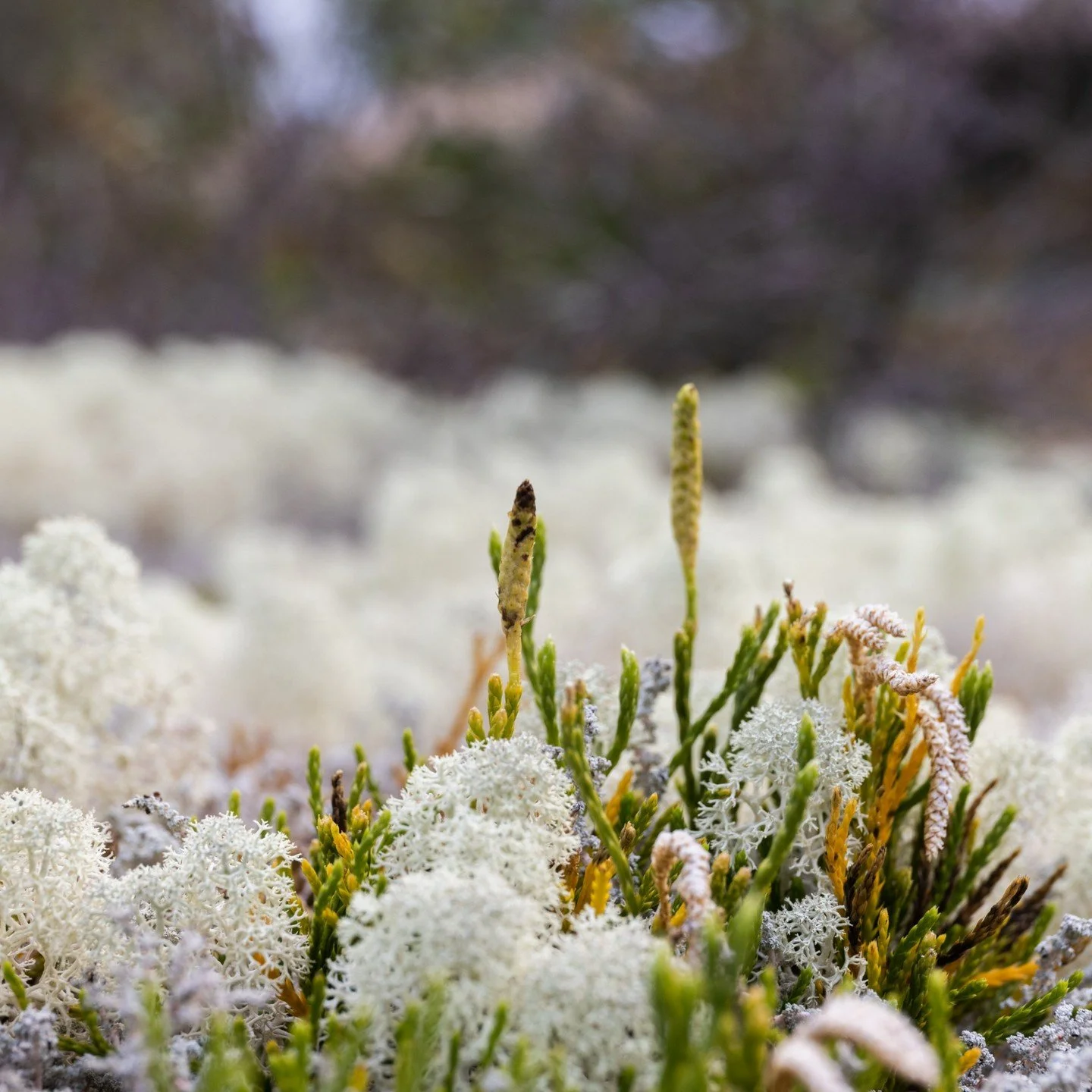Today marks the Spring Equinox: the beginning of the season of renewal.

For many Indigenous Nations, this time of year signals the Earth&rsquo;s awakening. Leaves begin to grow, animals come out of hibernation, and communities gather to prepare for 