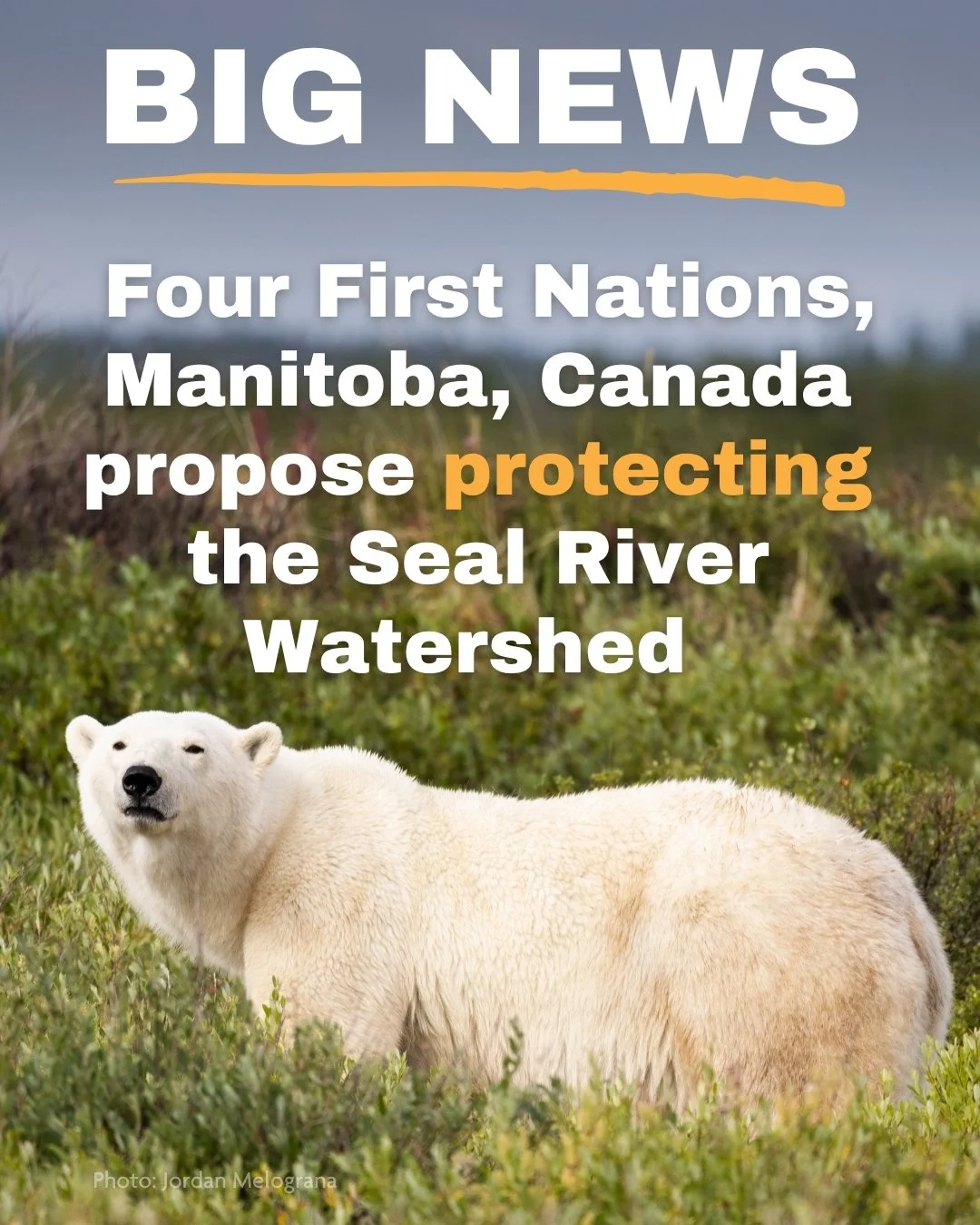 Today, we are celebrating. 🎉

A proposal was just announced that would protect the Seal River Watershed &mdash; one of the largest intact watersheds left on the planet.
Led by four First Nations and developed in partnership with provincial and feder