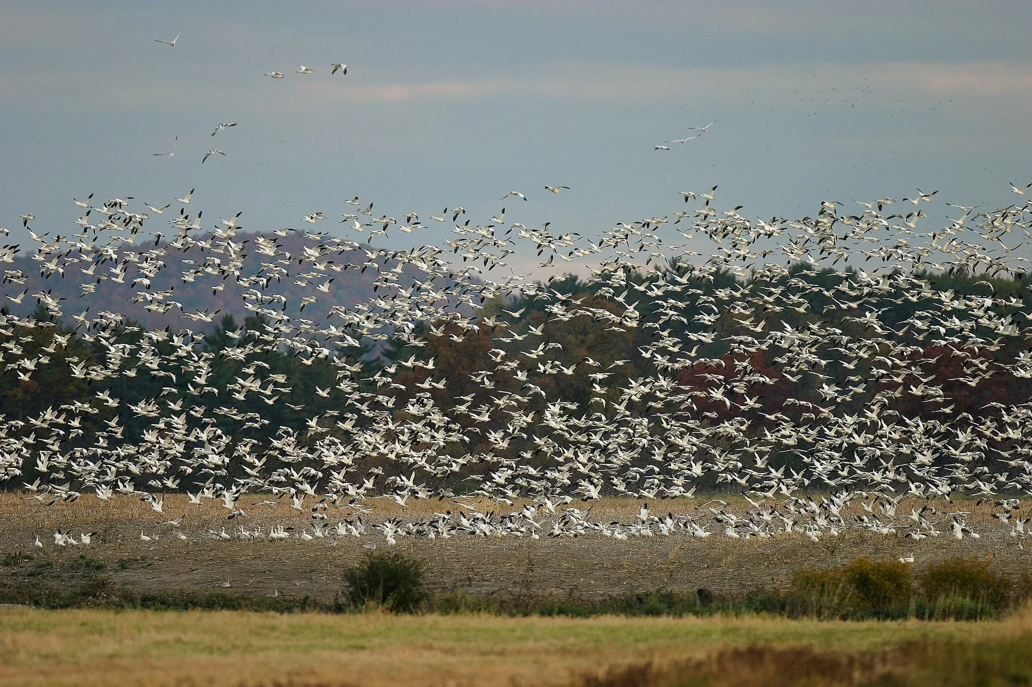 Every spring, the Boreal forest comes alive with birdsongs from our winged relatives that are coming back from the South. 🪶🌎

For generations, Indigenous communities have known these landscapes are vital for migratory birds.

In the Seal River Wate