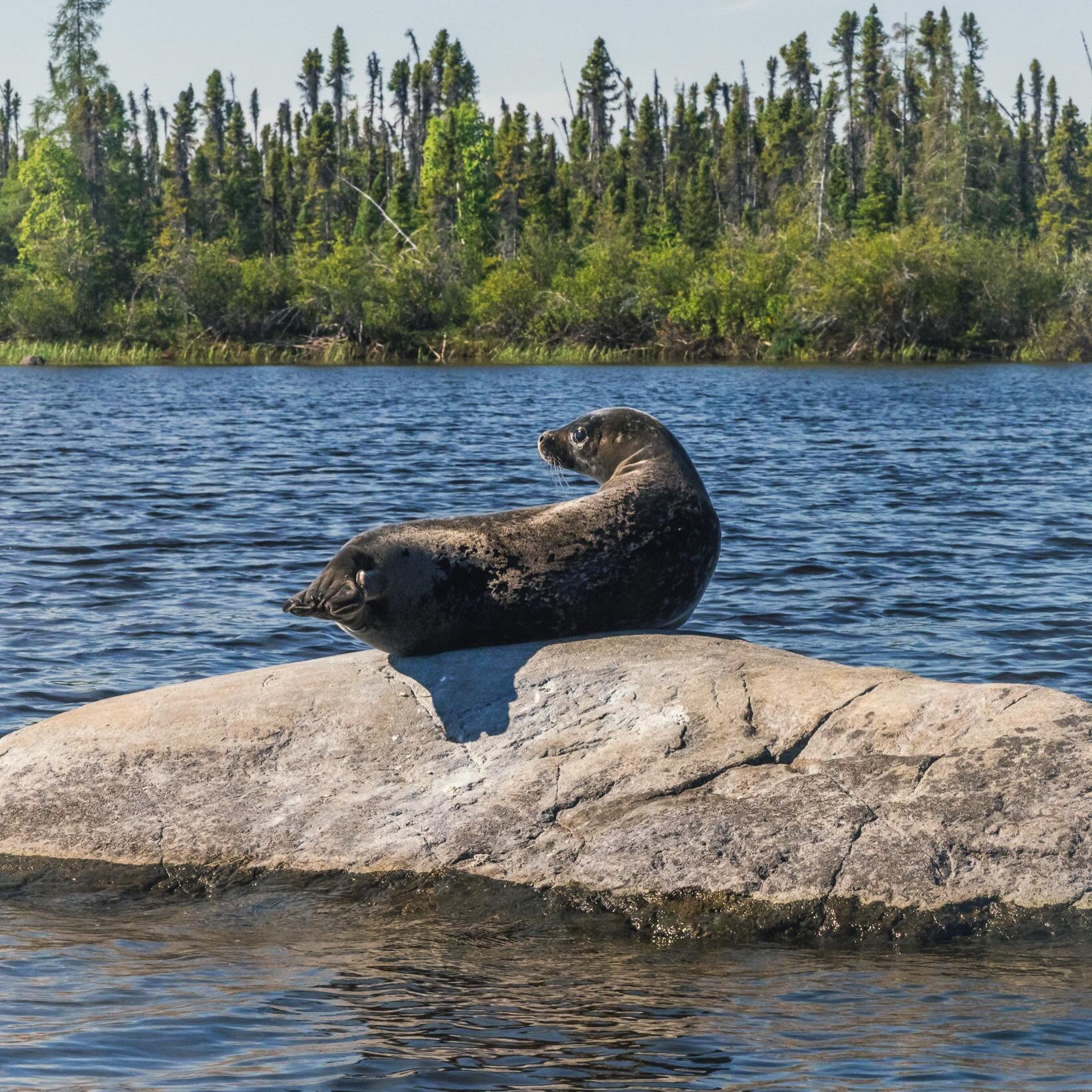 This year&rsquo;s World Biodiversity Day theme is &ldquo;Acting locally for global impact,&rdquo; and right now, we have the opportunity to do just that by helping protect the Seal River Watershed. 🌎🪶

Spanning more than 50,000 km&sup2; in northern