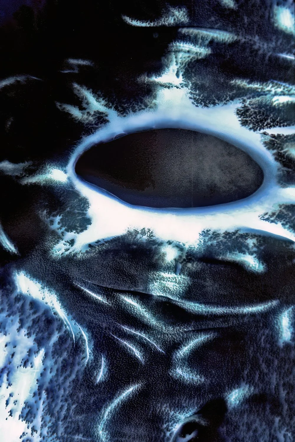 Giant Clam Detail 2