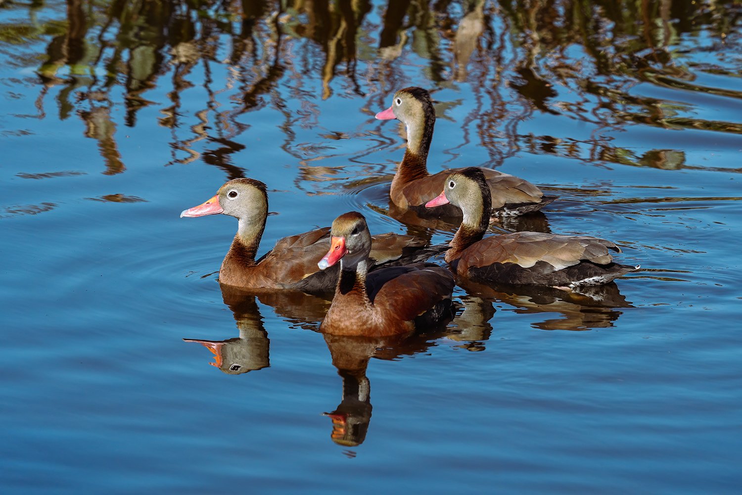 Black-bellied Whistling Ducks, Wakodahatchee Wetlands, Florida