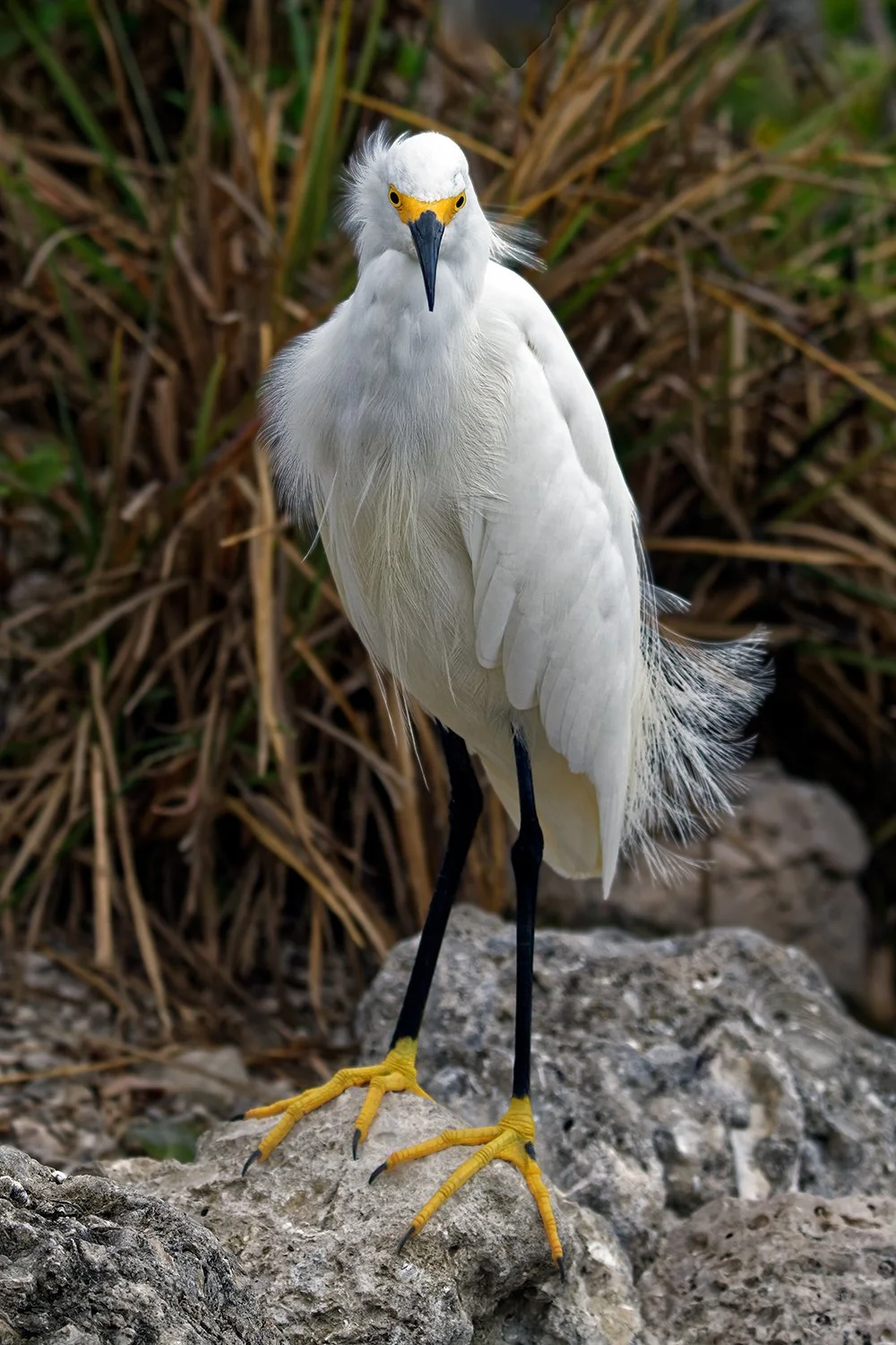 Snowy Egret, Florida