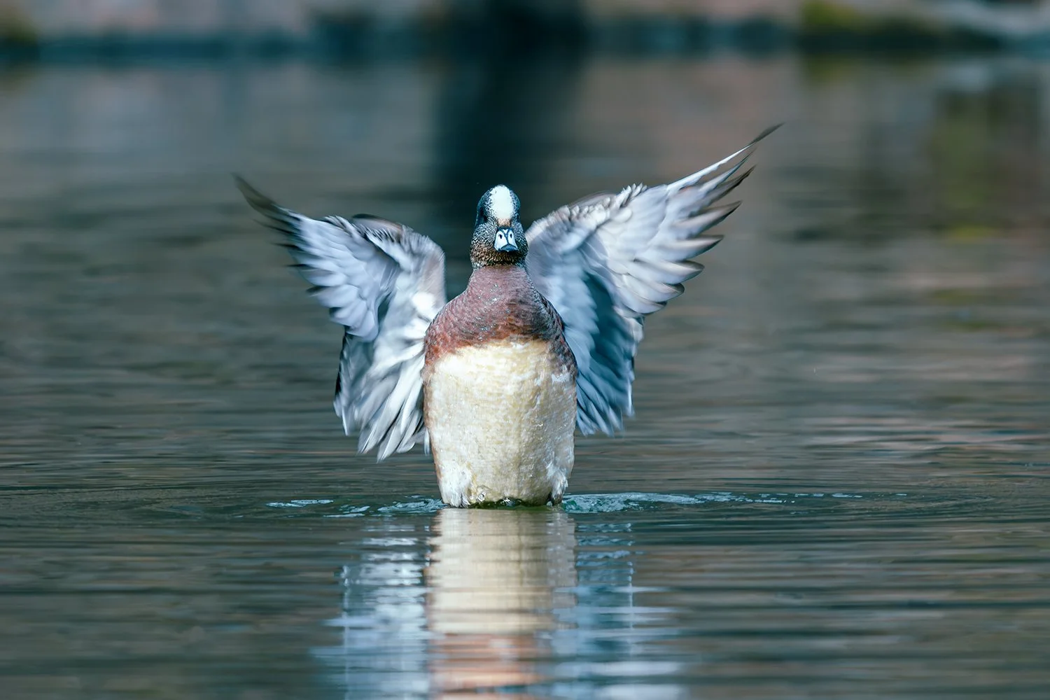Male American Wigeon Stretching his Wings, Central Park