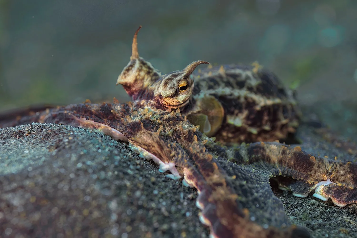Mimic Octopus, Lembeh Strait, Indonesia