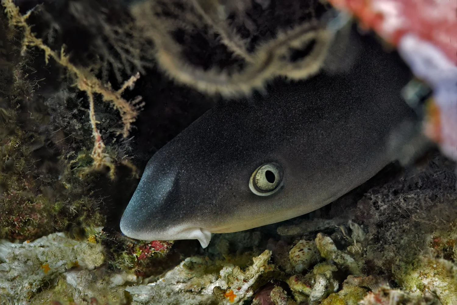 Reef Shark Pup, Sulawesi, Indonesia