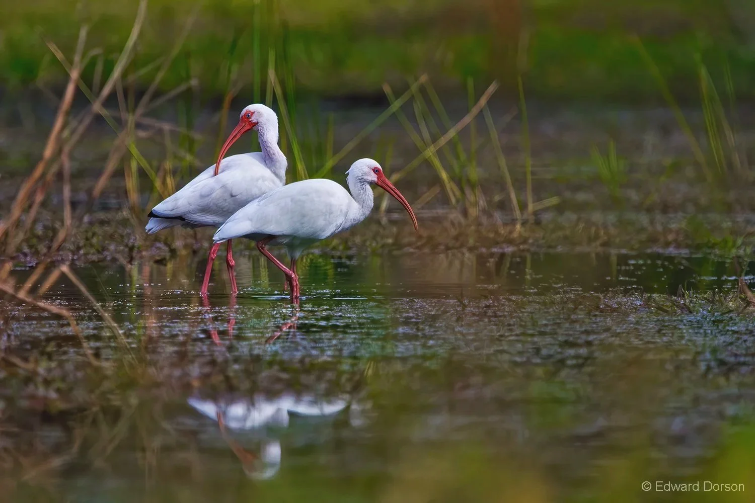 American White Ibis Pair