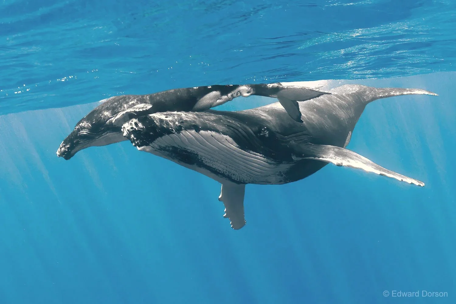 Humpback Whale Mother with Calf 6