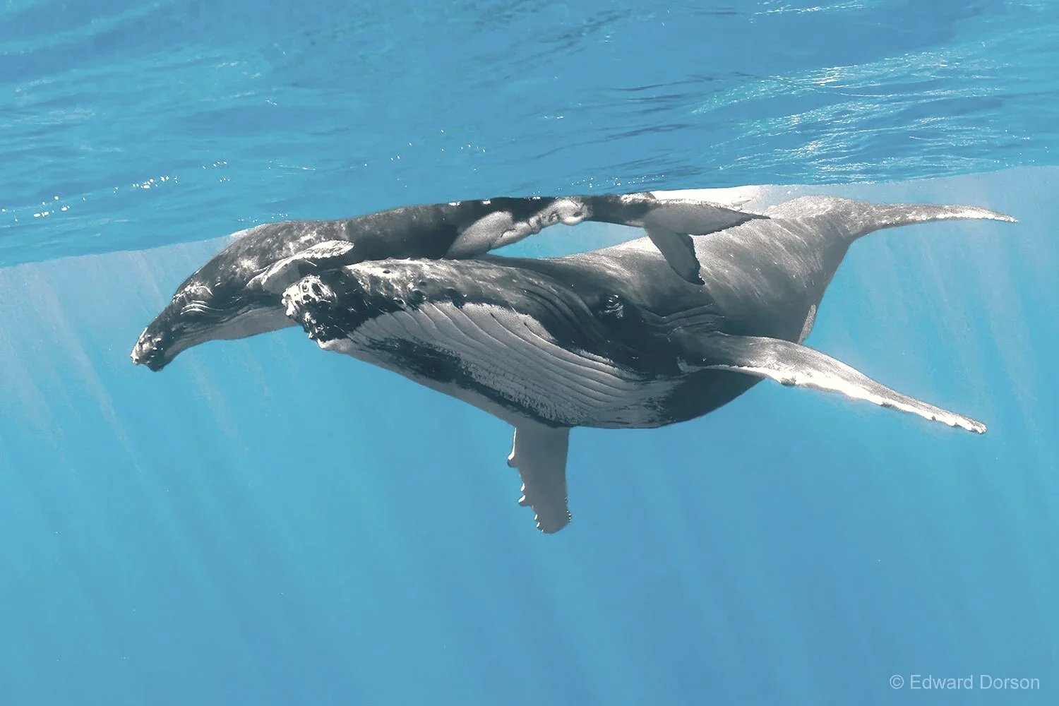 Humpback Whale Mother with Calf 4
