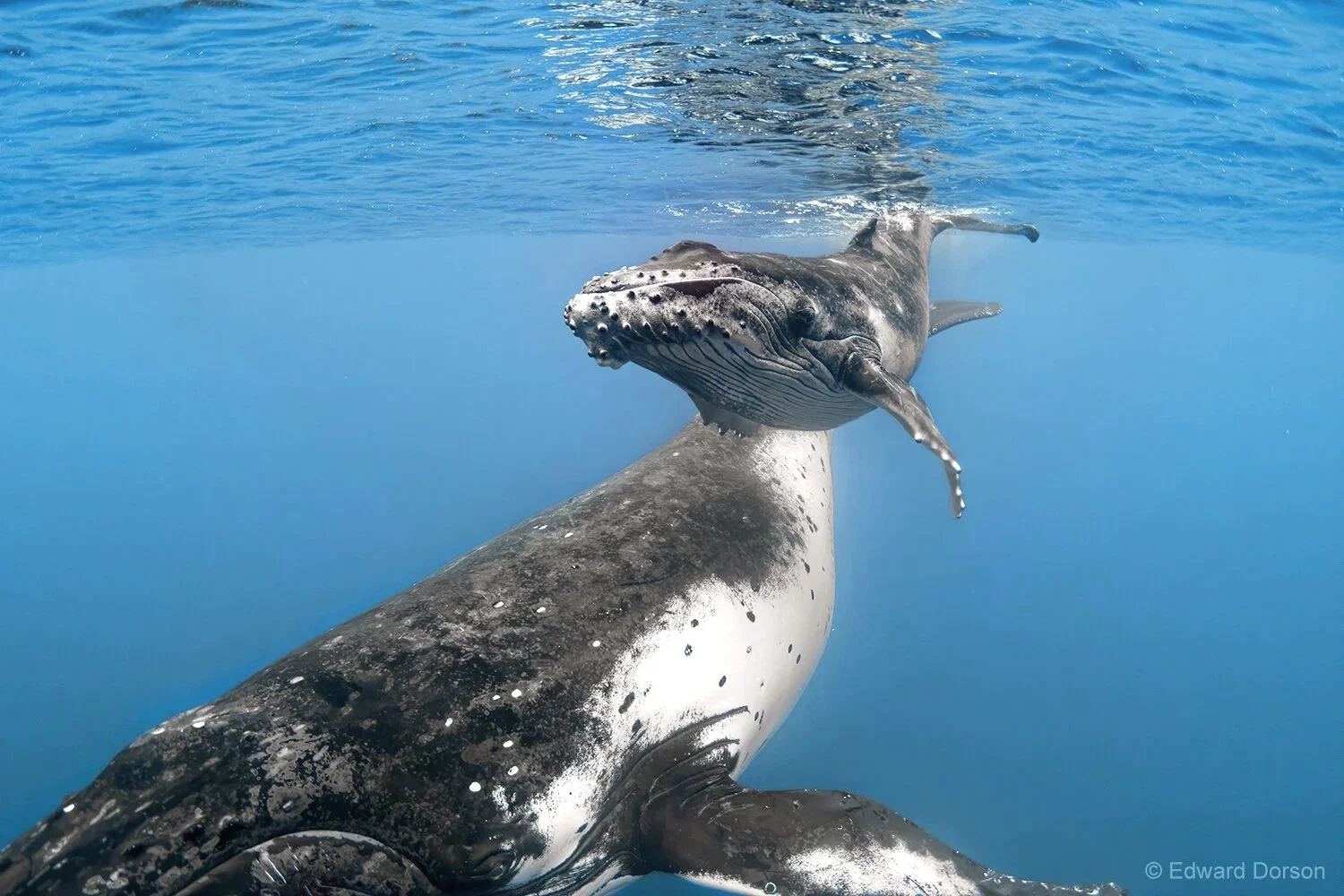 Humpback Whale Mother with Calf 2