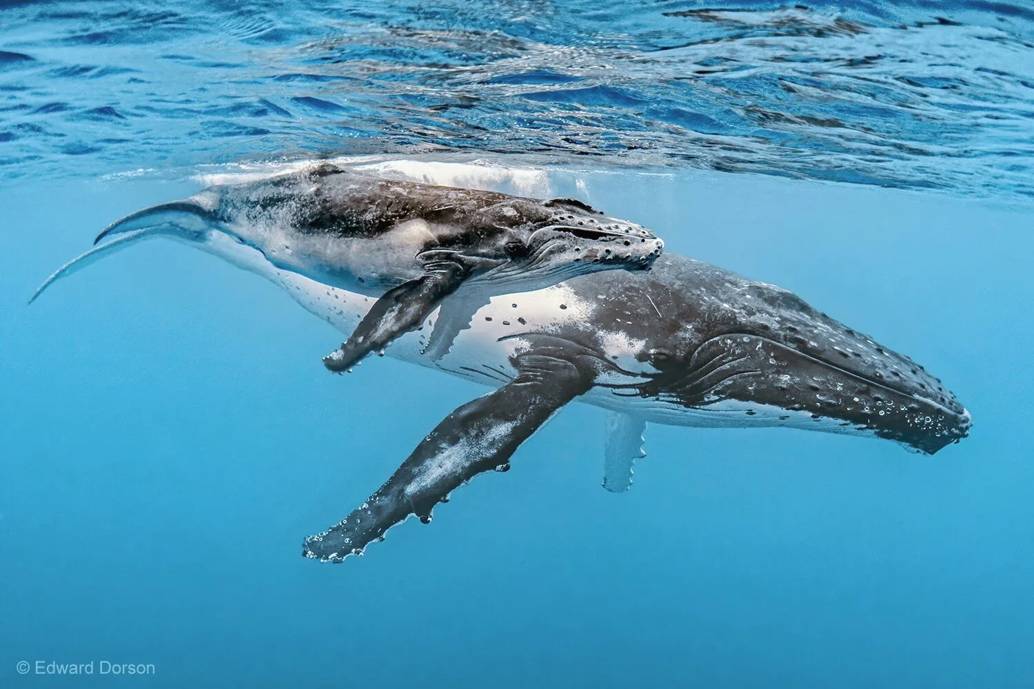 Humpback Whale Mother with Calf 4