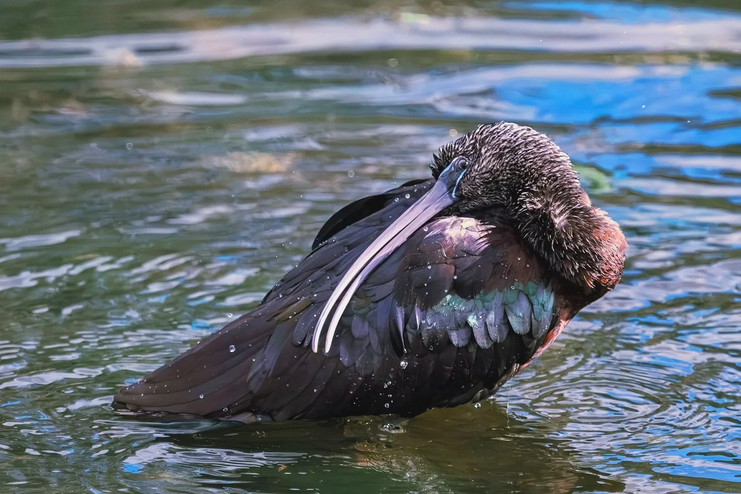 Glossy Ibis Preening Feathers, Florida
