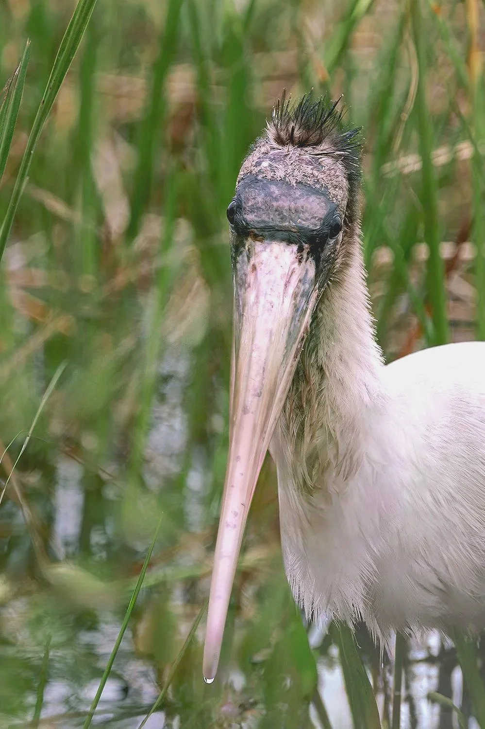 Wood Stork Portrait